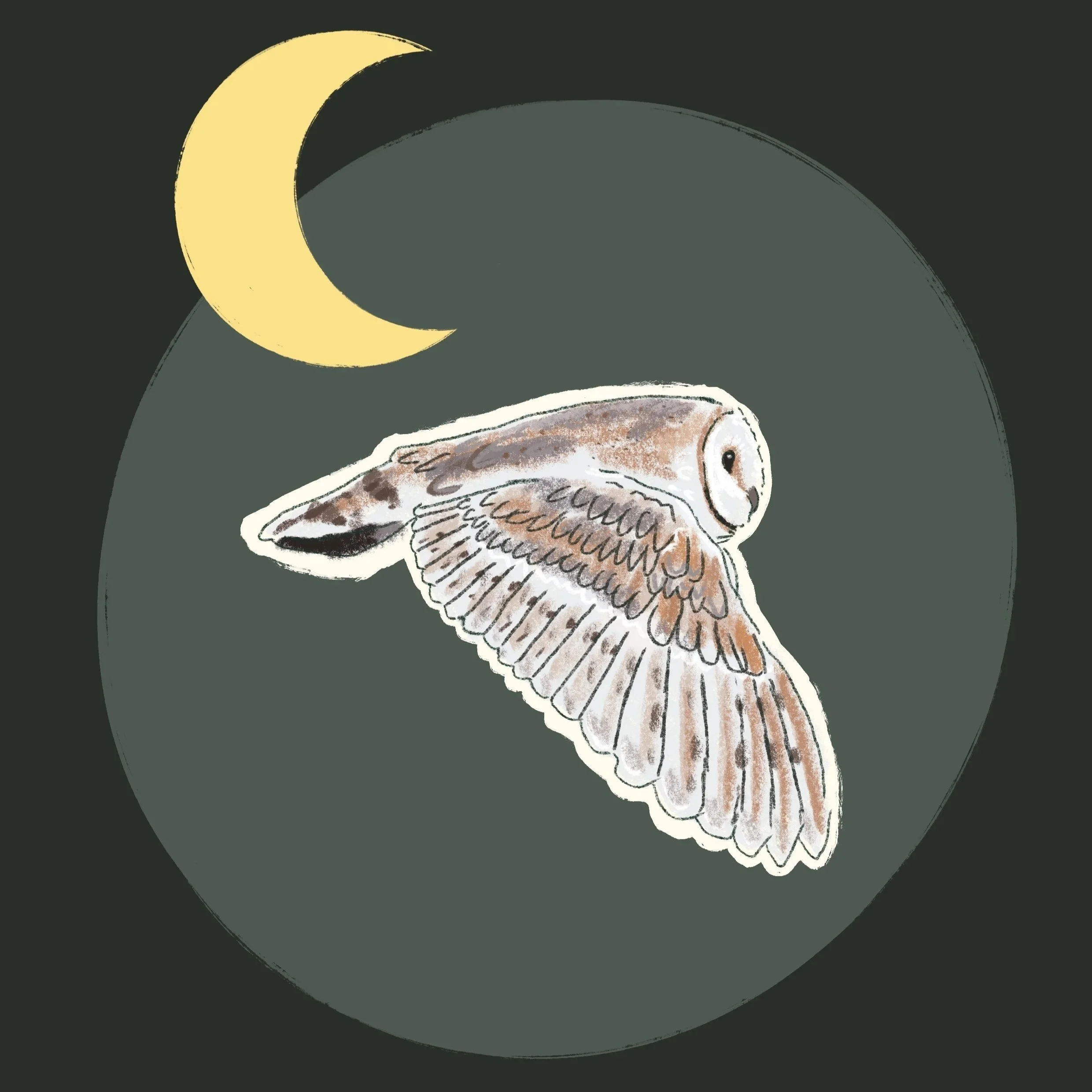 Barn Owl