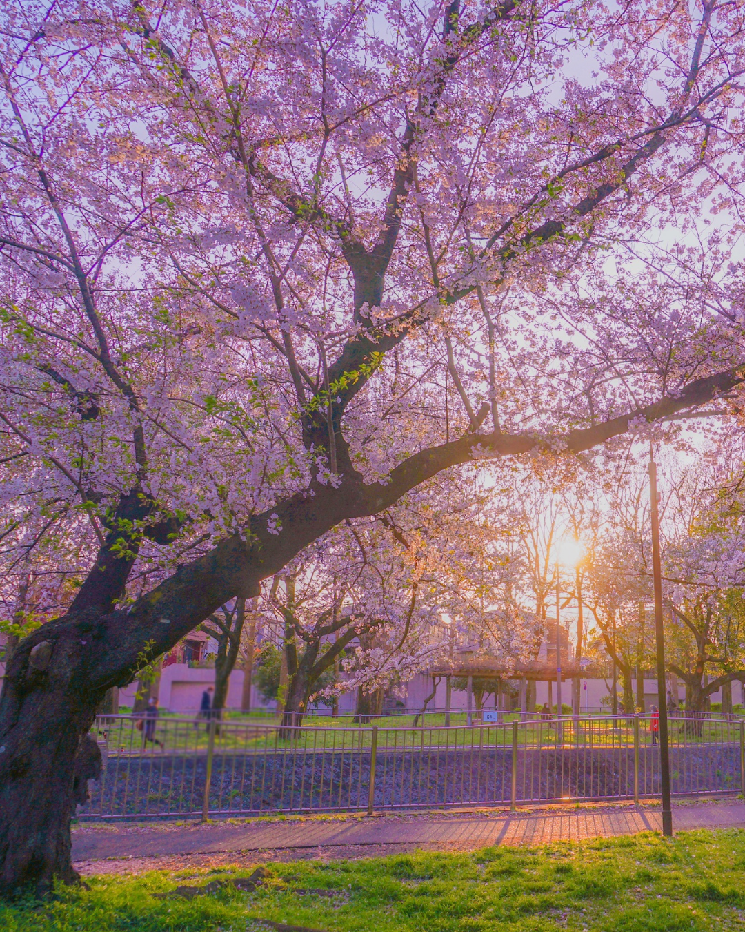 Blossom - Gold Birth Package