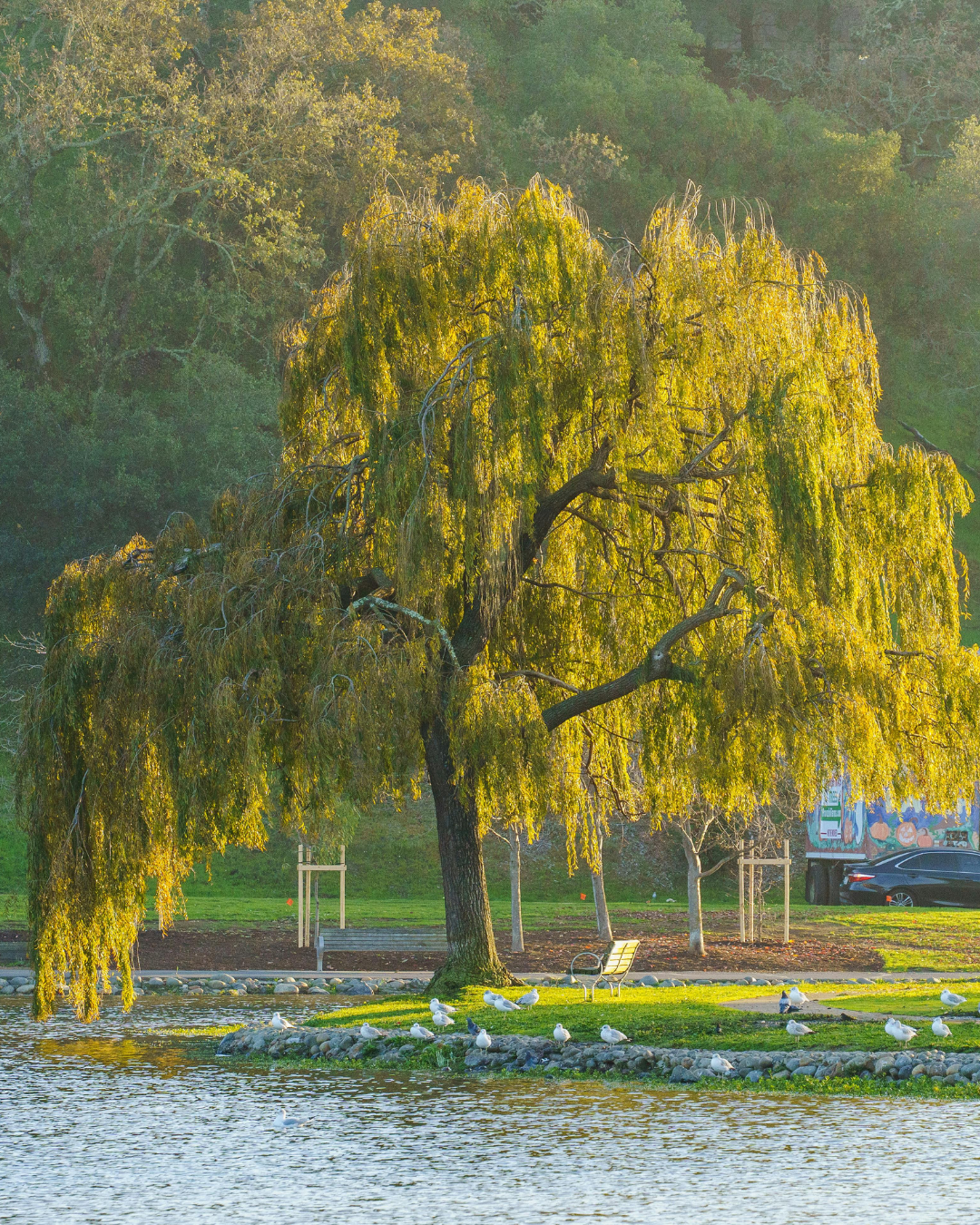 Willow - Silver Birth Package