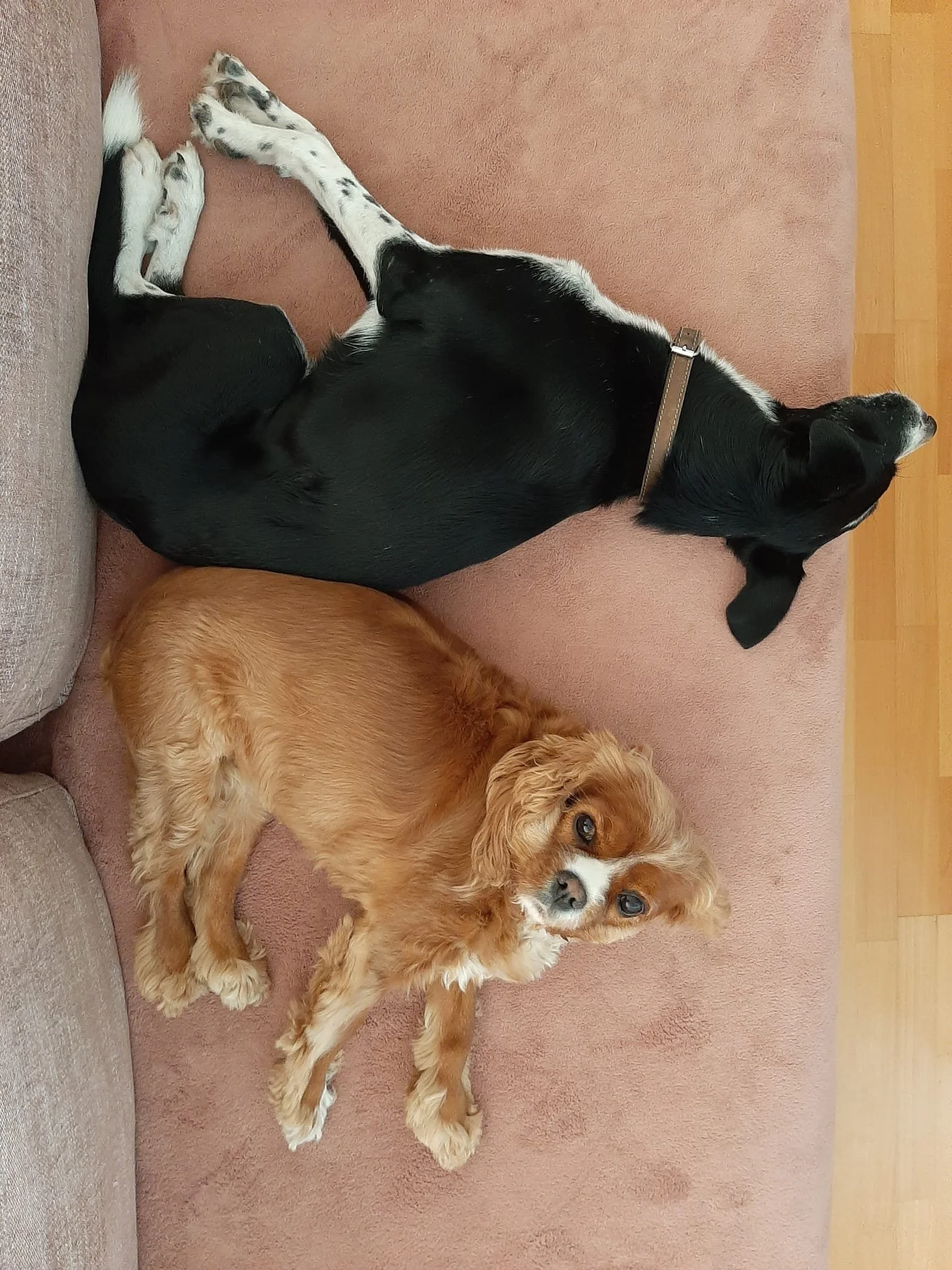 Un chien de taille moyenne, à poil long, de couleur blanche avec des taches marron, allongé sur le dos avec une pose détendue, sur un tapis rose