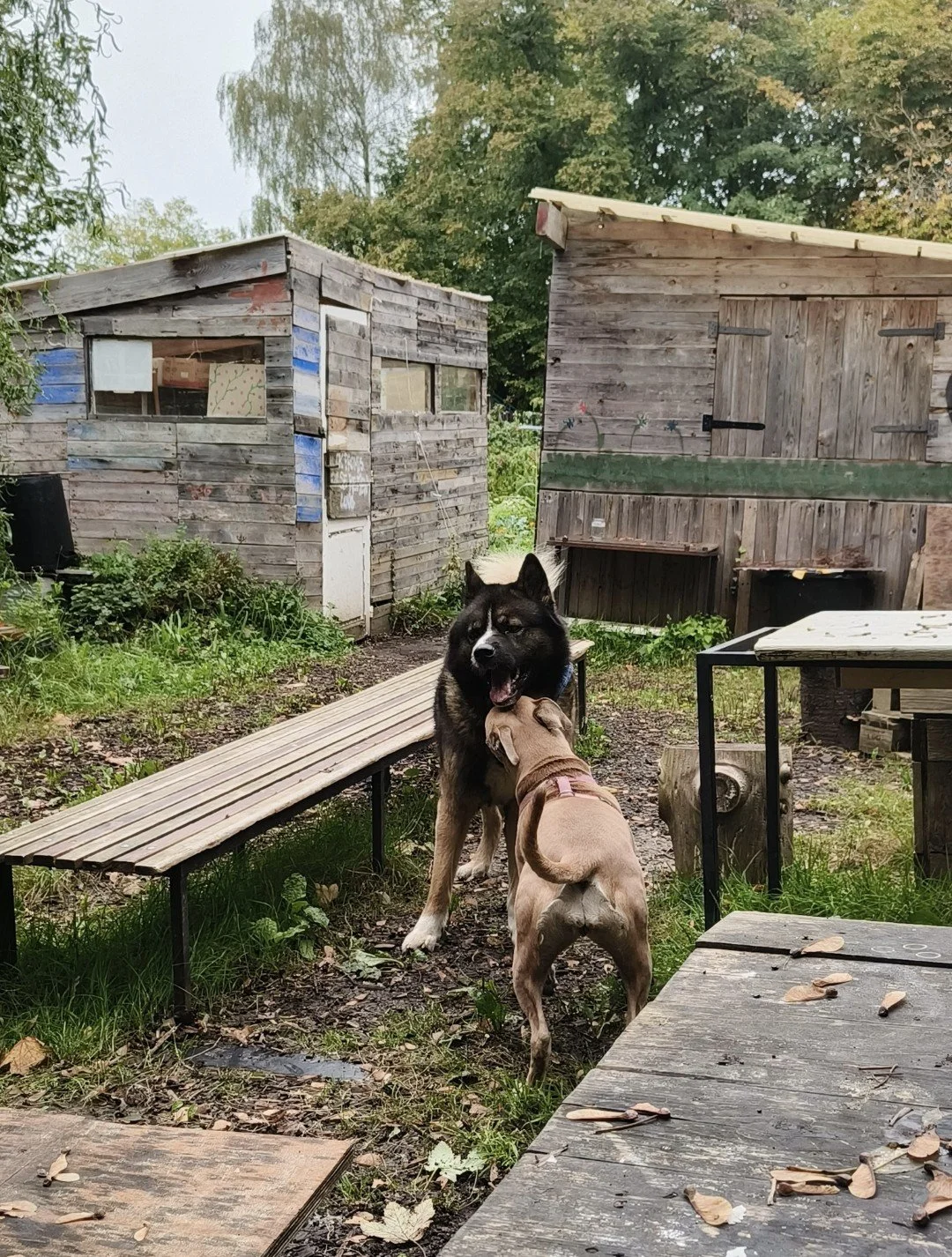 Deux chiens, l'un noir et blanc, l'autre beige, jouent dans un jardin avec des cabanes en bois en arrière-plan.