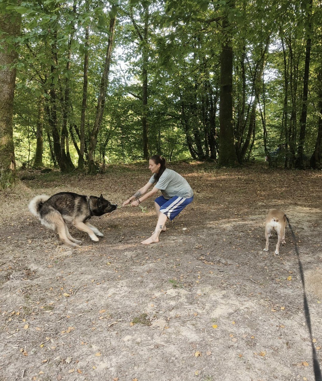 Une femme joue avec deux chiens dans une forêt verdoyante, l'un de race berger allemand et l'autre de race petite et fine.