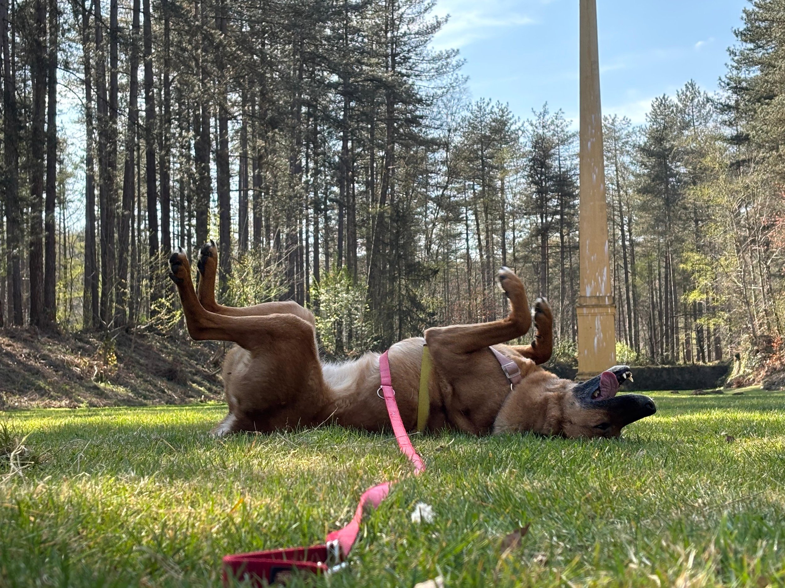 Un chien couché sur l'herbe avec les pattes arrière levées, dans un parc forestier avec des arbres et un ciel bleu, un collier rose et une laisse rose visible.