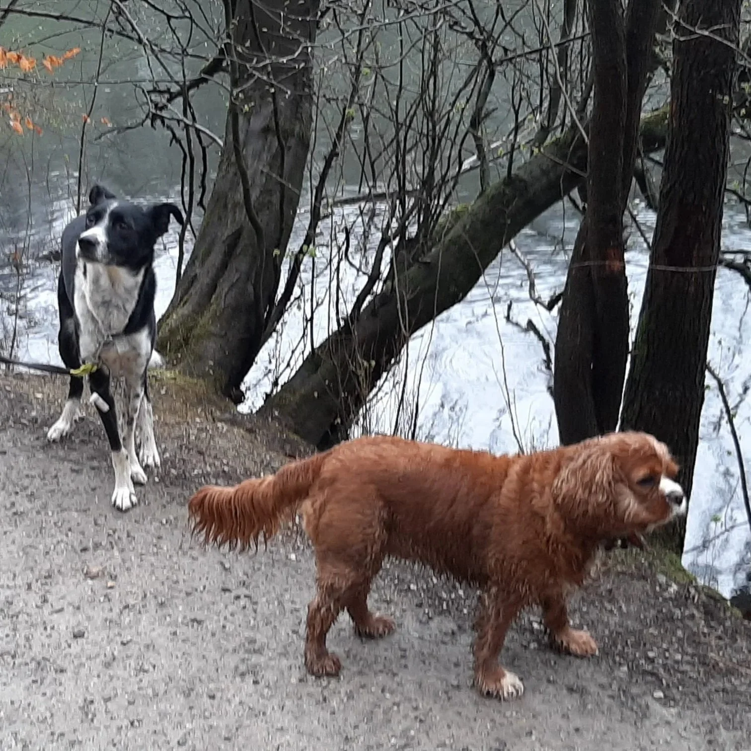 Trois chiens près d'un arbre sur un sentier, avec un étang en arrière-plan.