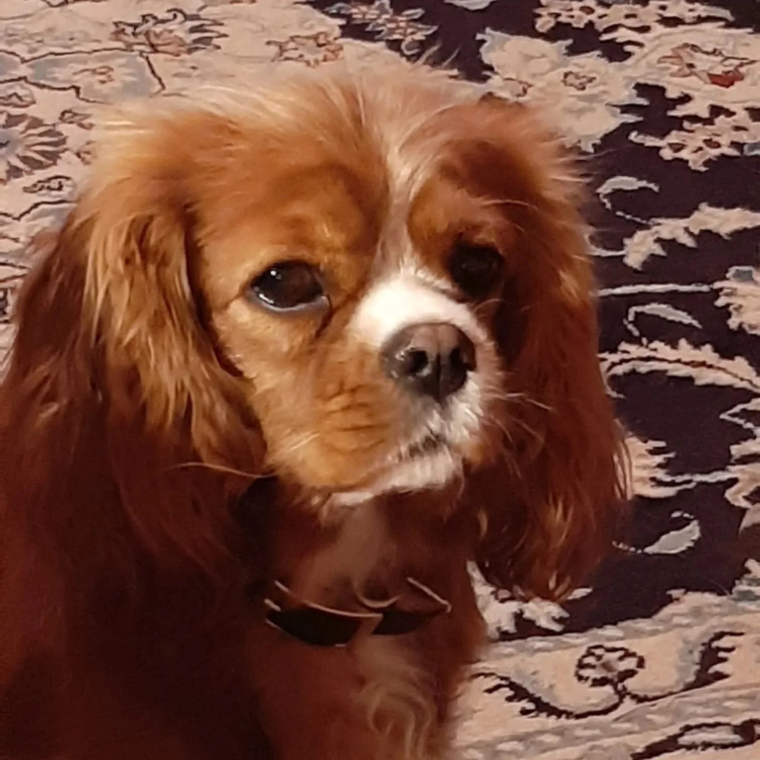 Un chien de race cavalier king charles avec un pelage marron clair et blanc, assis sur un tapis à motifs noirs et blancs.