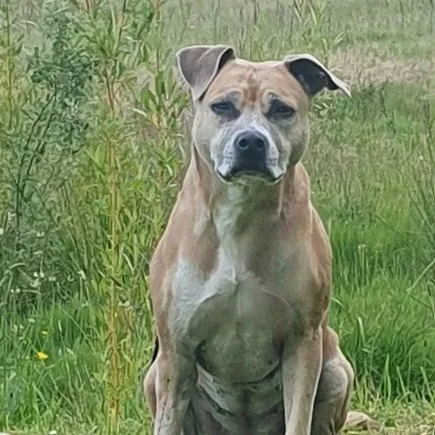 Un chien assis dans l'herbe verte avec des plantes en arrière-plan