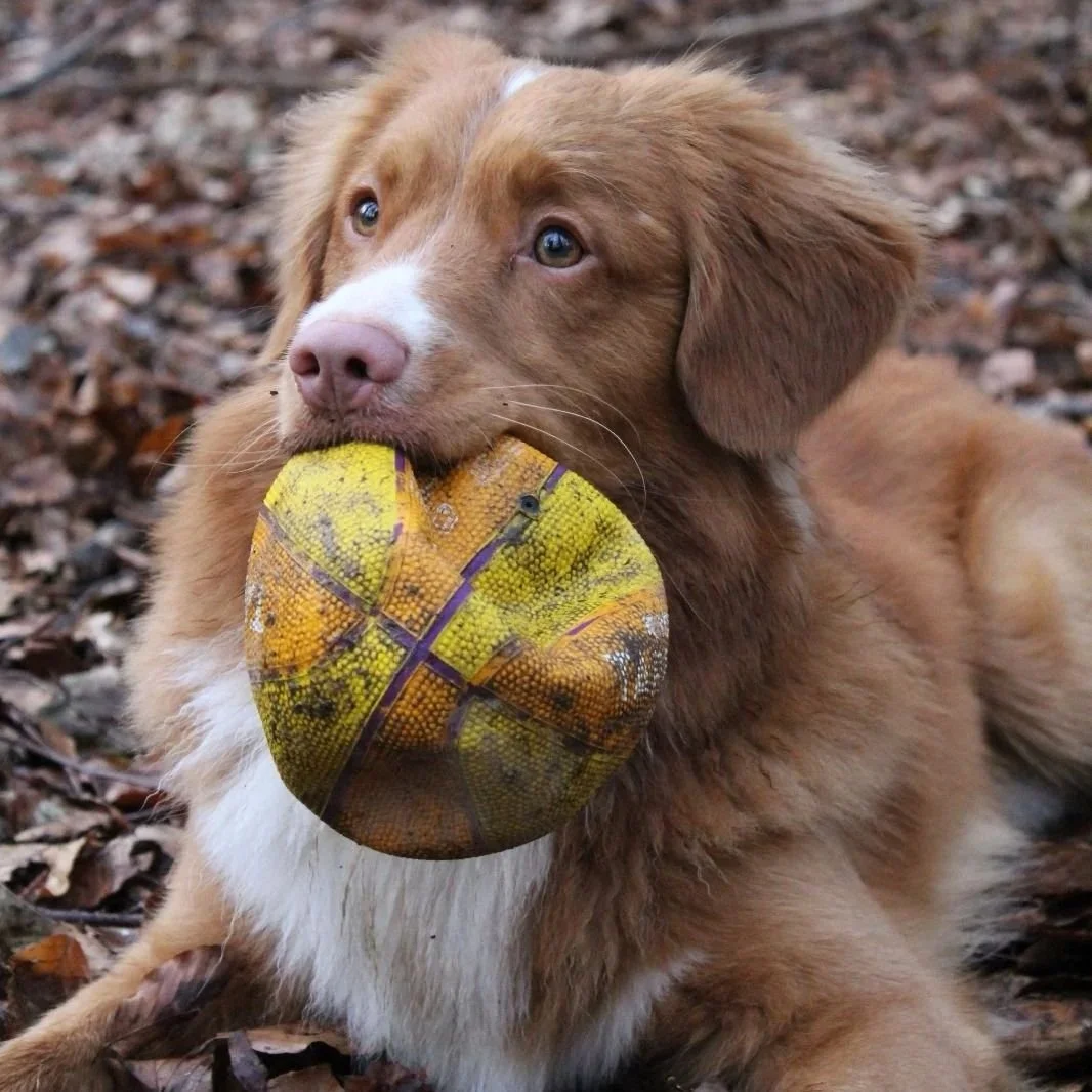 Un chien de couleur marron clair avec un collier enroulé dans sa bouche, assis sur un sol recouvert de feuilles mortes dans la nature.