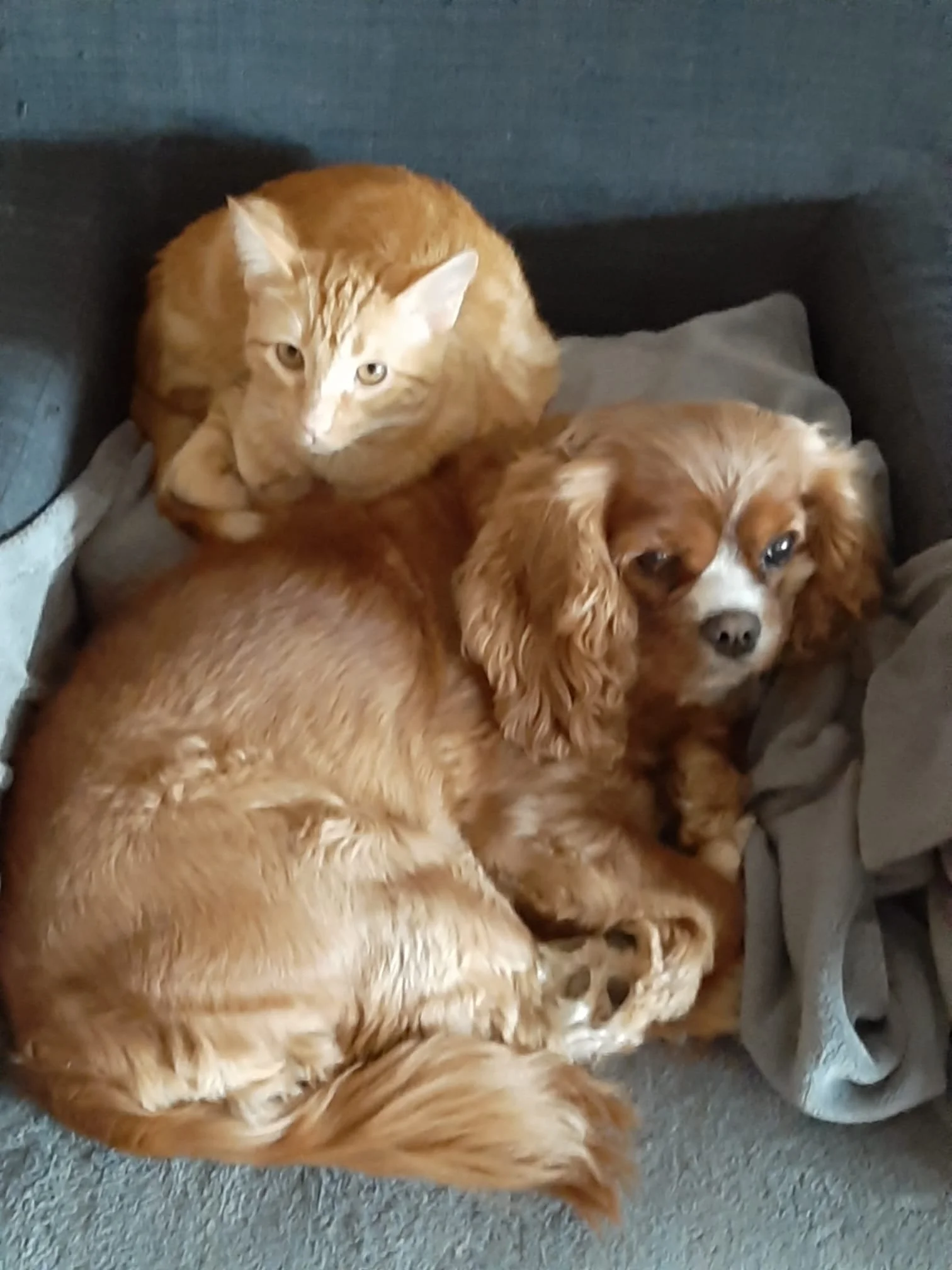 Deux chiens dorés couchés sur un tapis gris, un chat orange assis sur eux, le chat regarde vers la caméra.