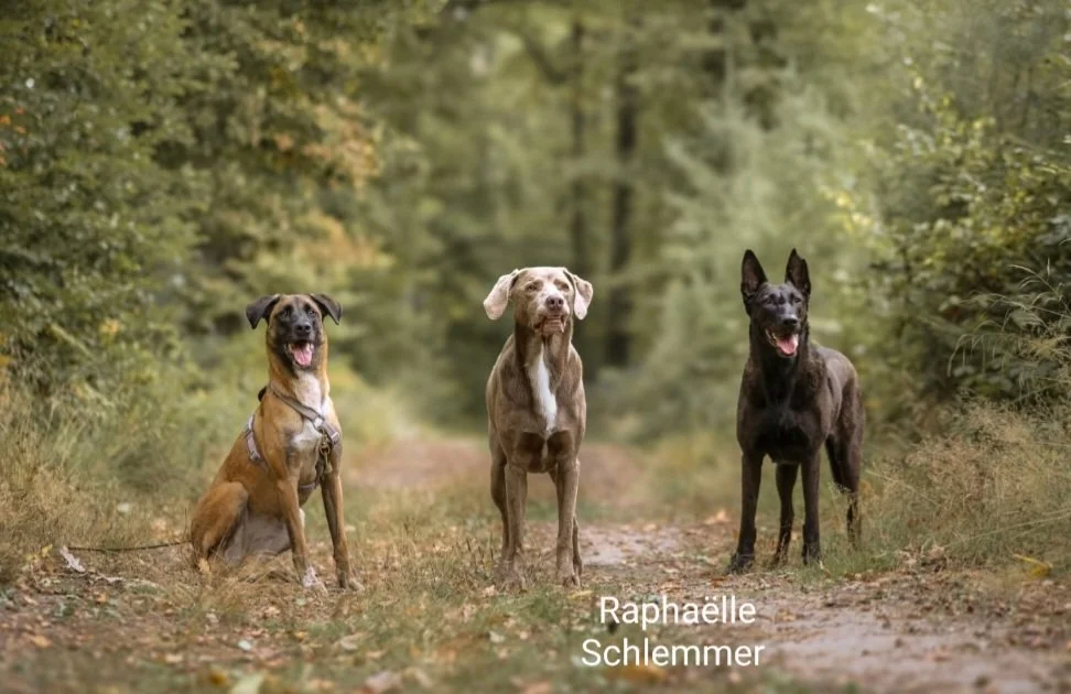Trois chiens posant sur un sentier en forêt, avec un lac ou une rivière en arrière-plan, entourés d'arbres verts.