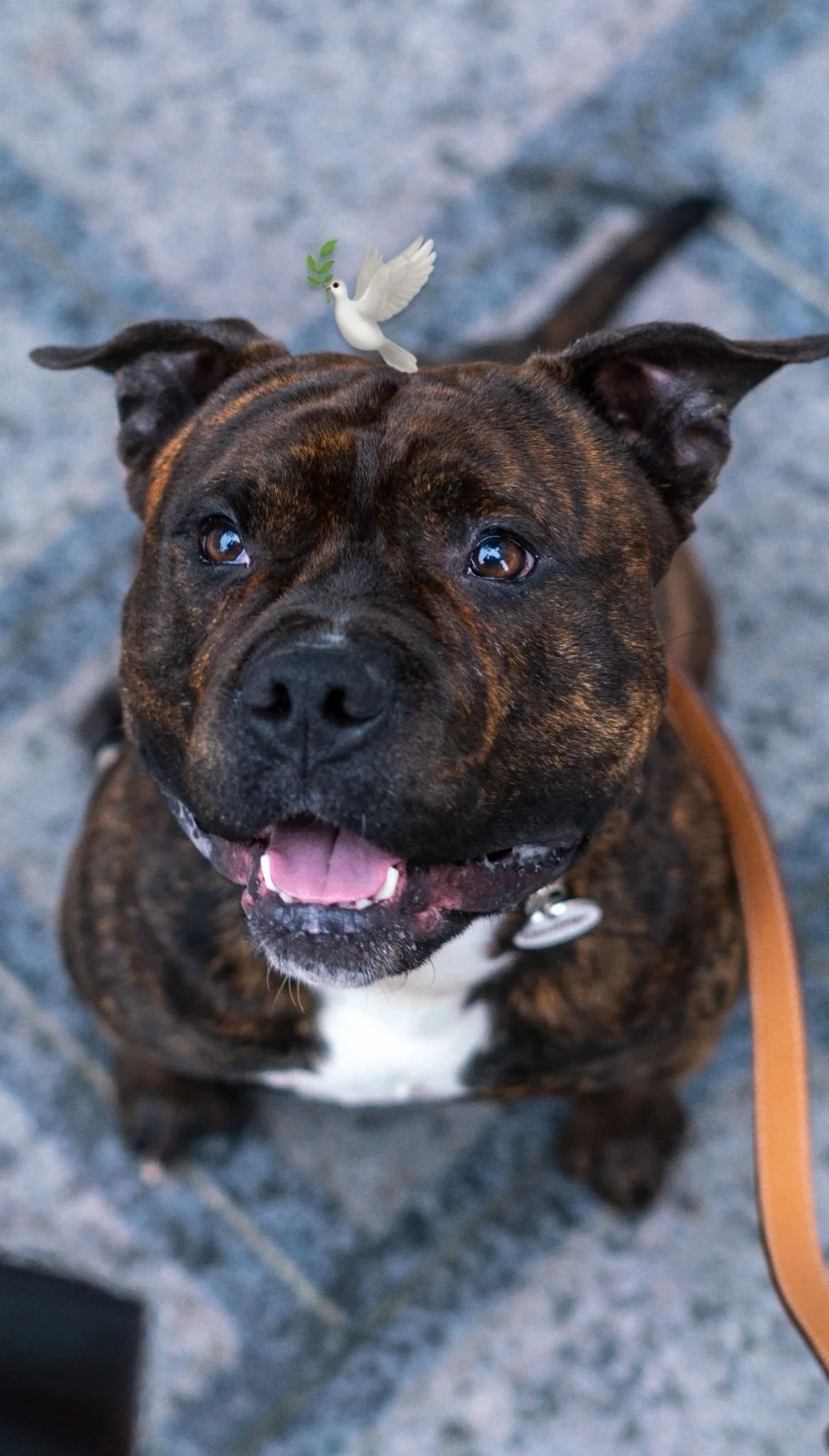 Un chien à poil court de race Staffordshire Bull Terrier, bruns avec taches noires, souriant, avec une petite colombe portant une branche d'olivier sur sa tête.