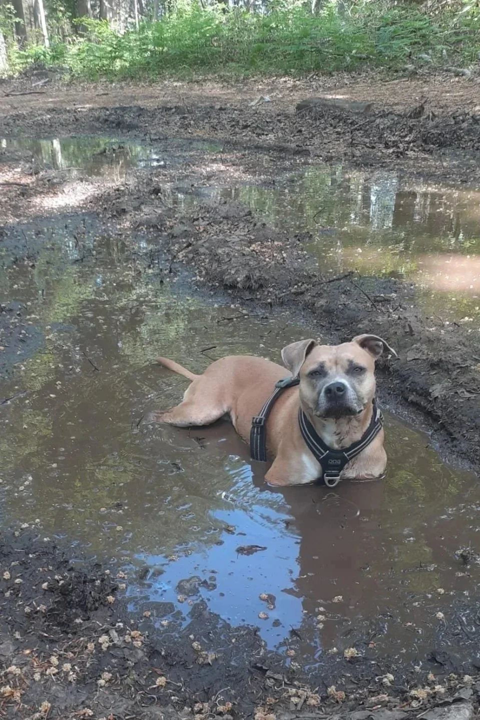 Un chien brun couché dans une flaque d'eau dans une forêt.