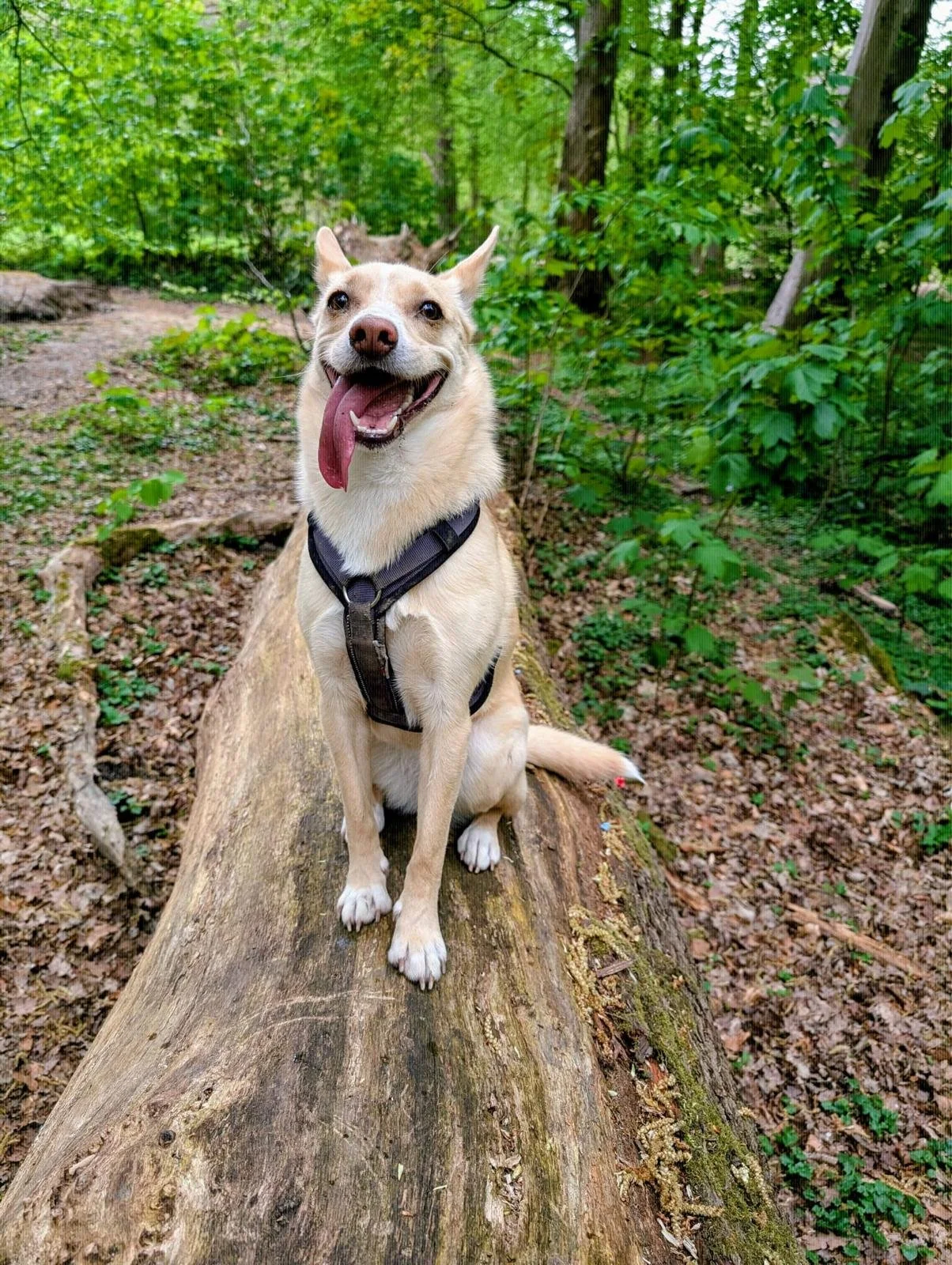 Un chien assis sur un tronc d'arbre dans une forêt verte, avec la langue sortie, portant un harnais noir.