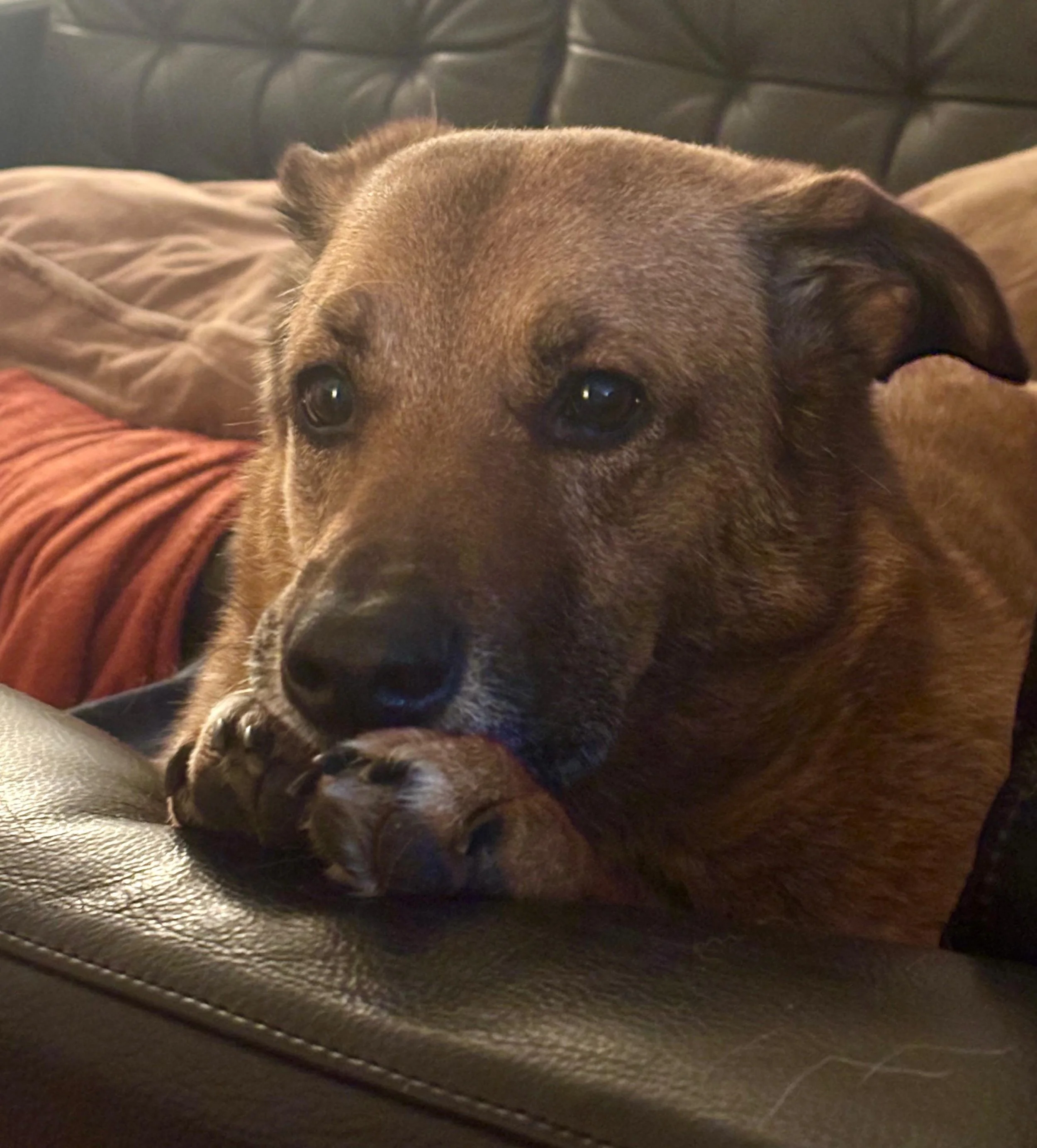 Un chien endormi sur un canapé en cuir marron, avec des coussins en arrière-plan.