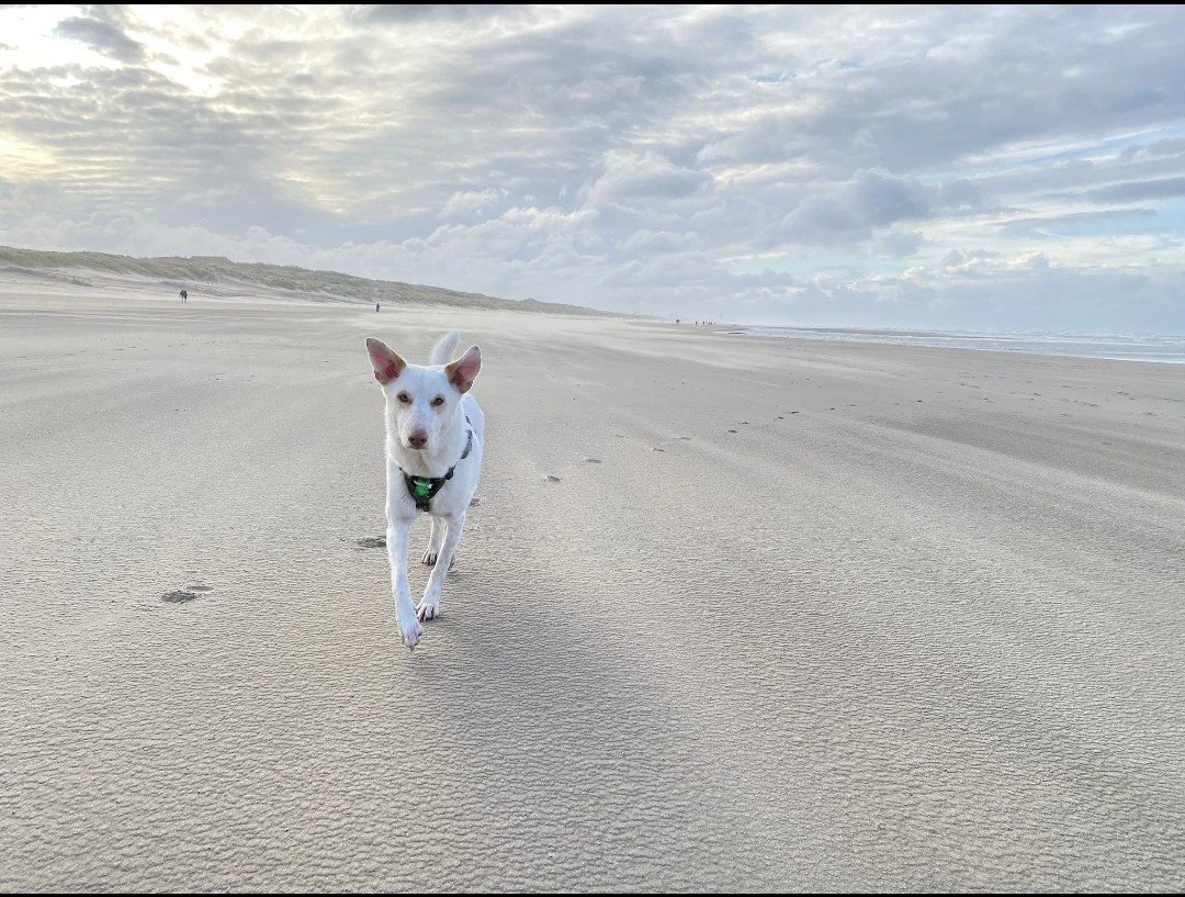 Chien blanc courant sur une plage de sable avec ciel nuageux.