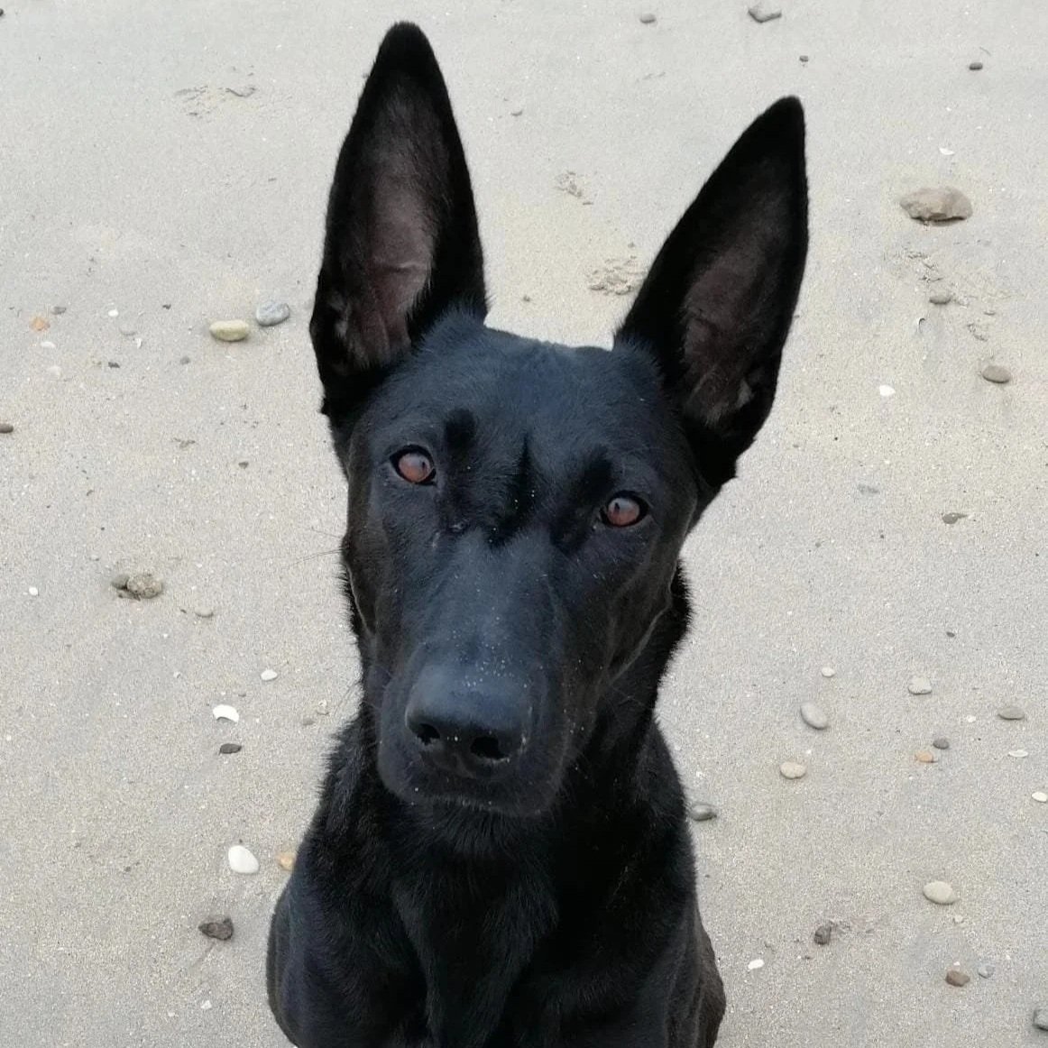 Un chien noir avec de grandes oreilles pointues sur une plage de sable.