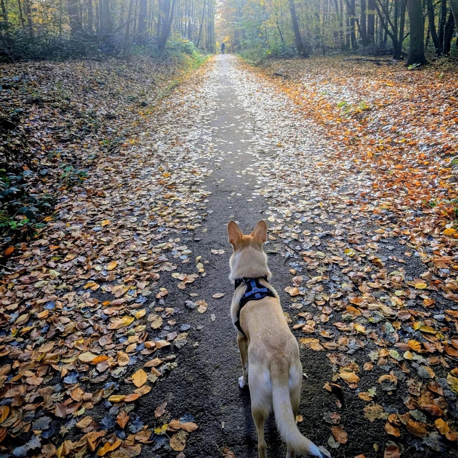 Un chien marche sur un sentier forestier recouvert de feuilles d'automne, en direction d'une personne à l'horizon.