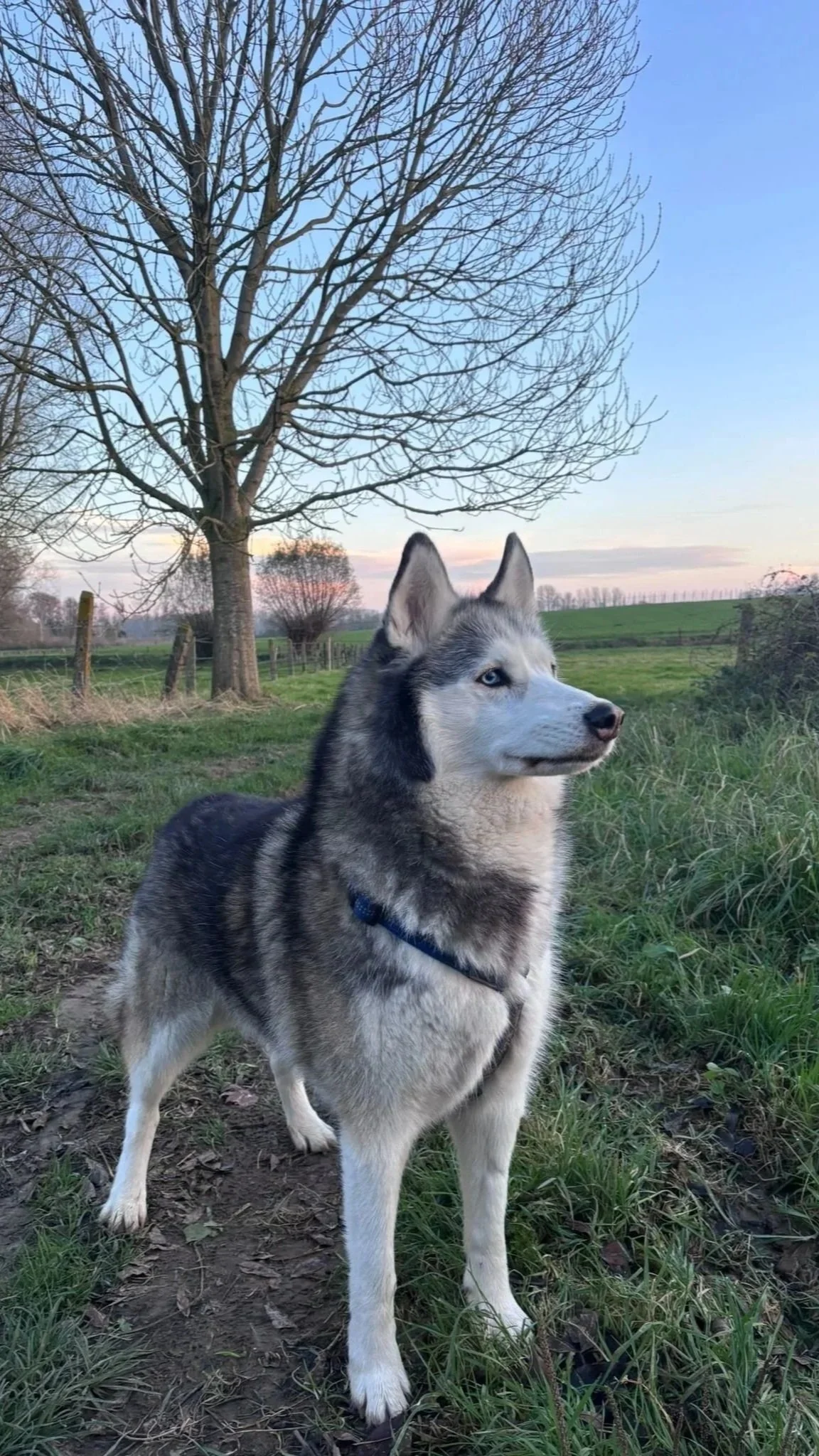 Un chien husky blanc et gris avec des yeux bleus, debout dans un champ vert, avec un arbre dénudé en arrière-plan.