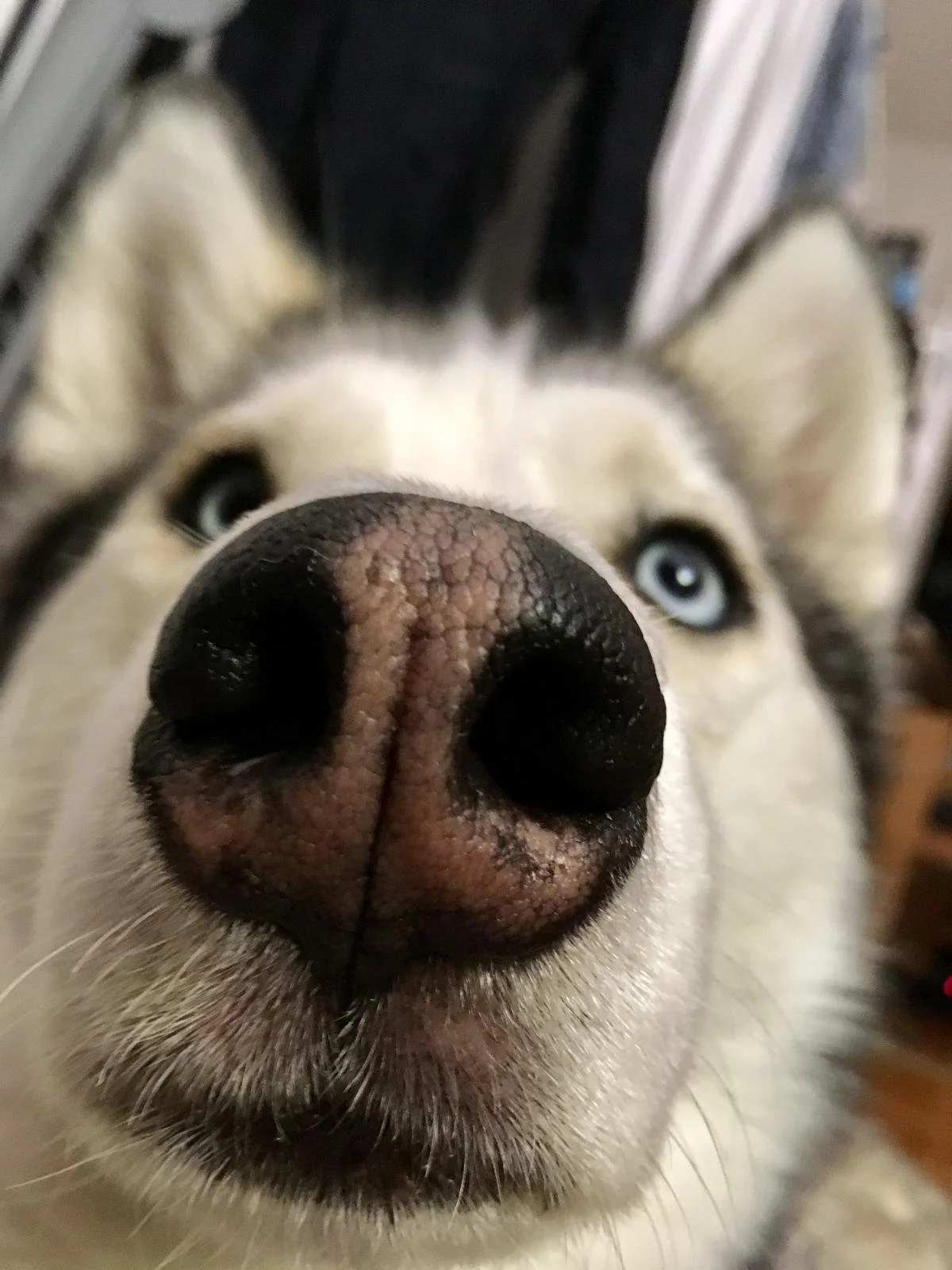 Gros plan sur le museau d'un husky blanc avec ses yeux bleus visibles en arrière-plan.