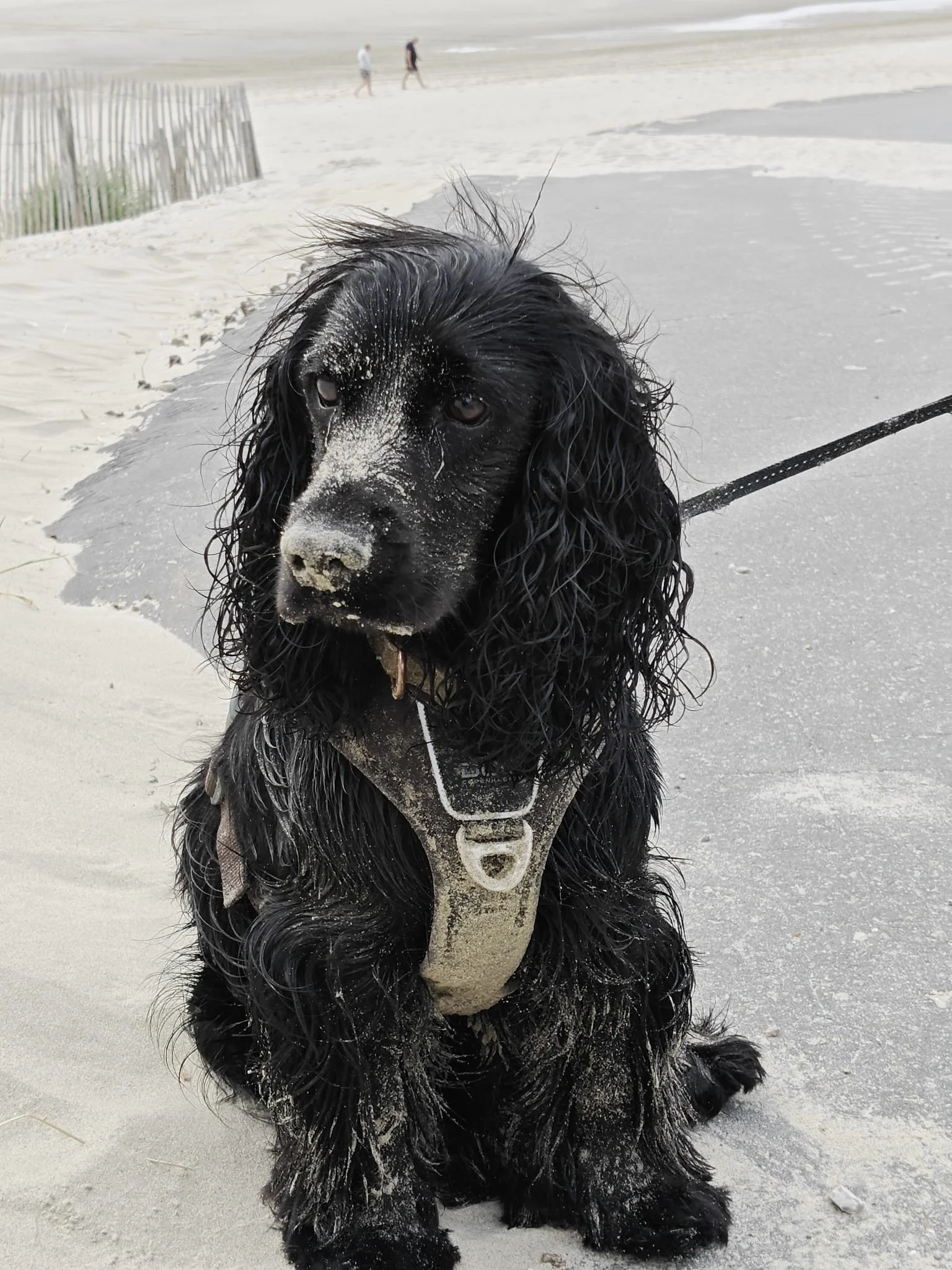 Un chien noir avec des oreilles longues et bouclées, probablement un cocker, assis sur la plage de sable, avec du sable sur le museau. Il porte un harnais beige et est tenu en laisse. En arrière-plan, il y a deux personnes marchant sur la plage.