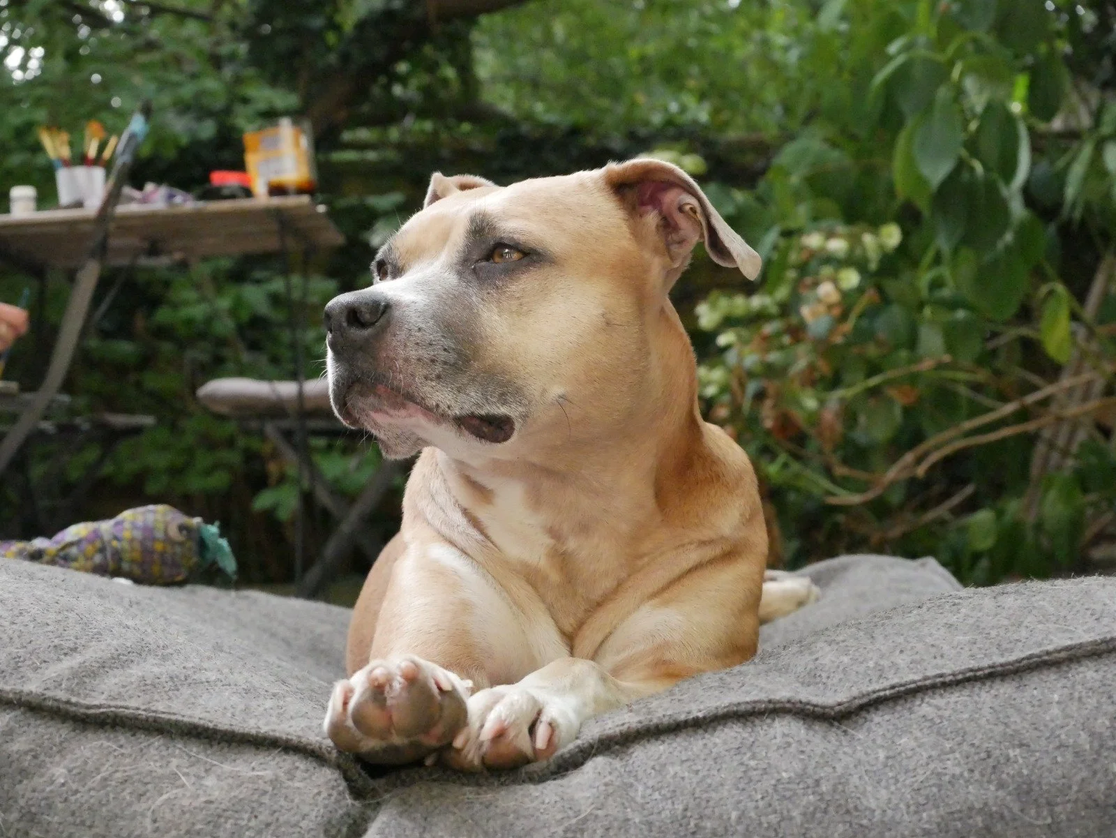 Un chien couchée sur une surface en tissu, regardant sur le côté dans un environnement extérieur avec de la verdure en arrière-plan.