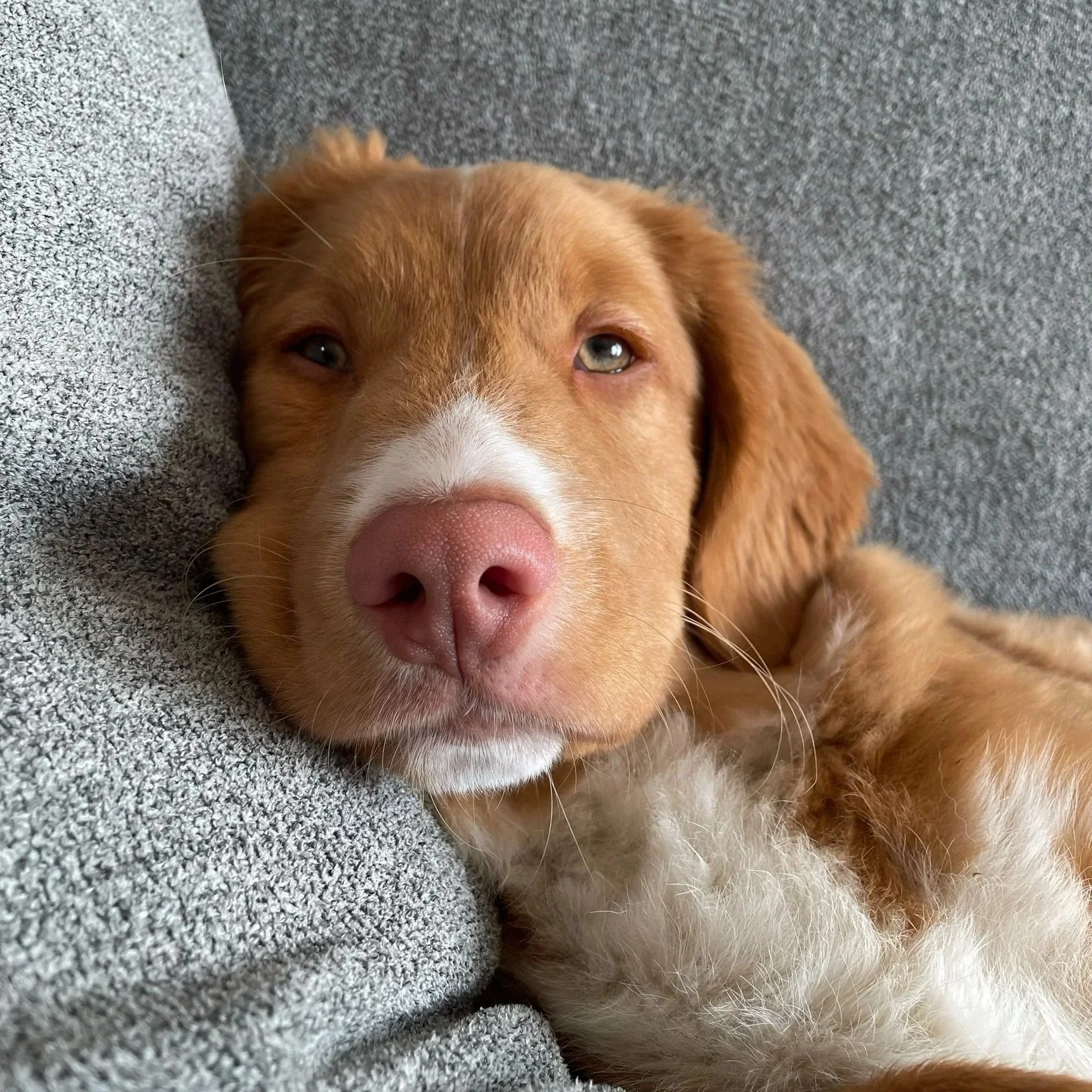 Un chiot marron clair avec un museau rose clair, il est allongé sur un tissu gris et regarde la caméra.