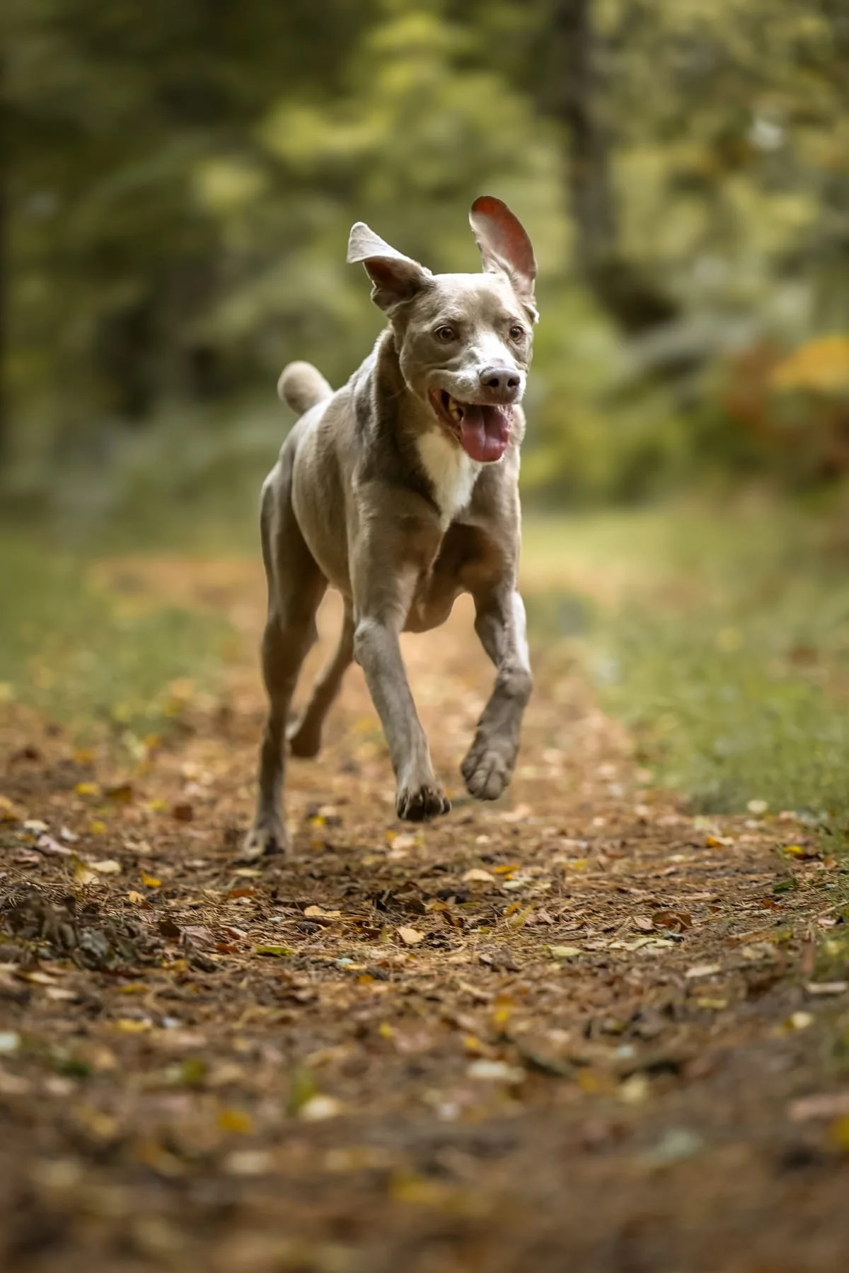 Un chien courir sur un sentier en forêt avec un fond de feuillage vert.