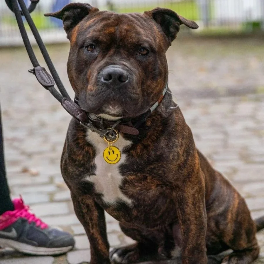 Un chien à poil court, de race Staffordshire Bull Terrier, de couleur brindille, portant un collier avec un pendentif smiley jaune, assis sur un pavé.