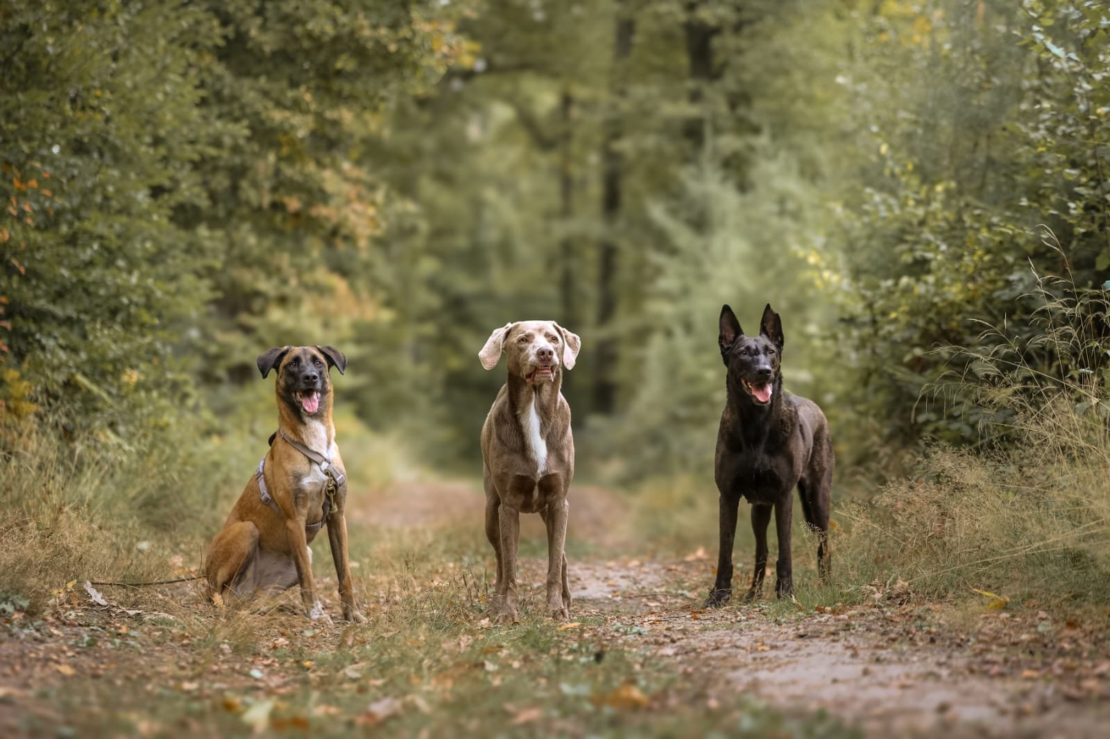 Trois chiens posant sur un sentier en forêt, avec un lac ou une rivière en arrière-plan, entourés d'arbres verts.