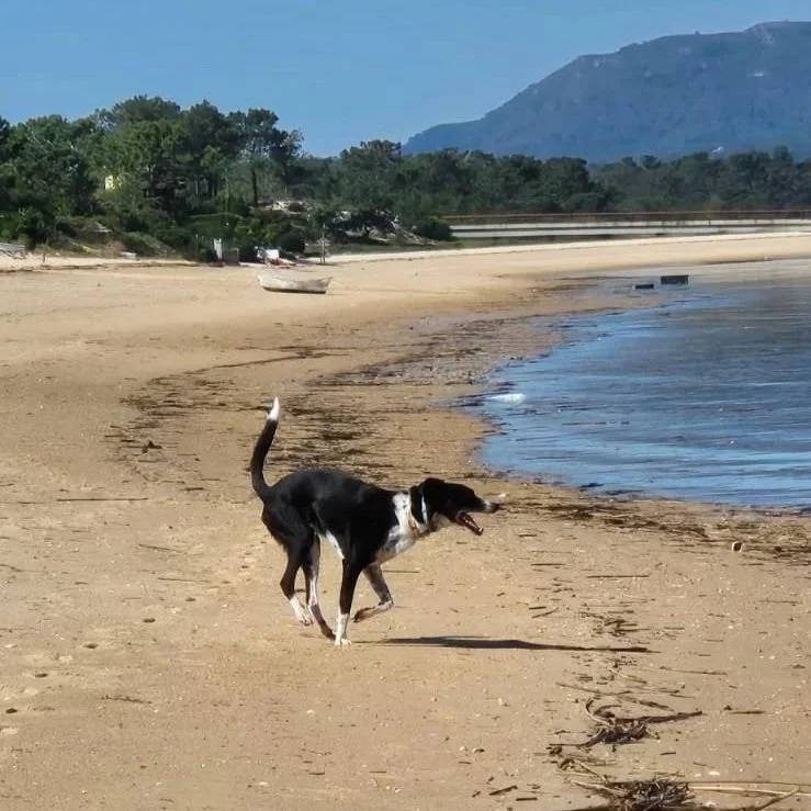 Chien noir et blanc marchant sur une plage de sable, près de l'eau, avec des montagnes en arrière-plan.