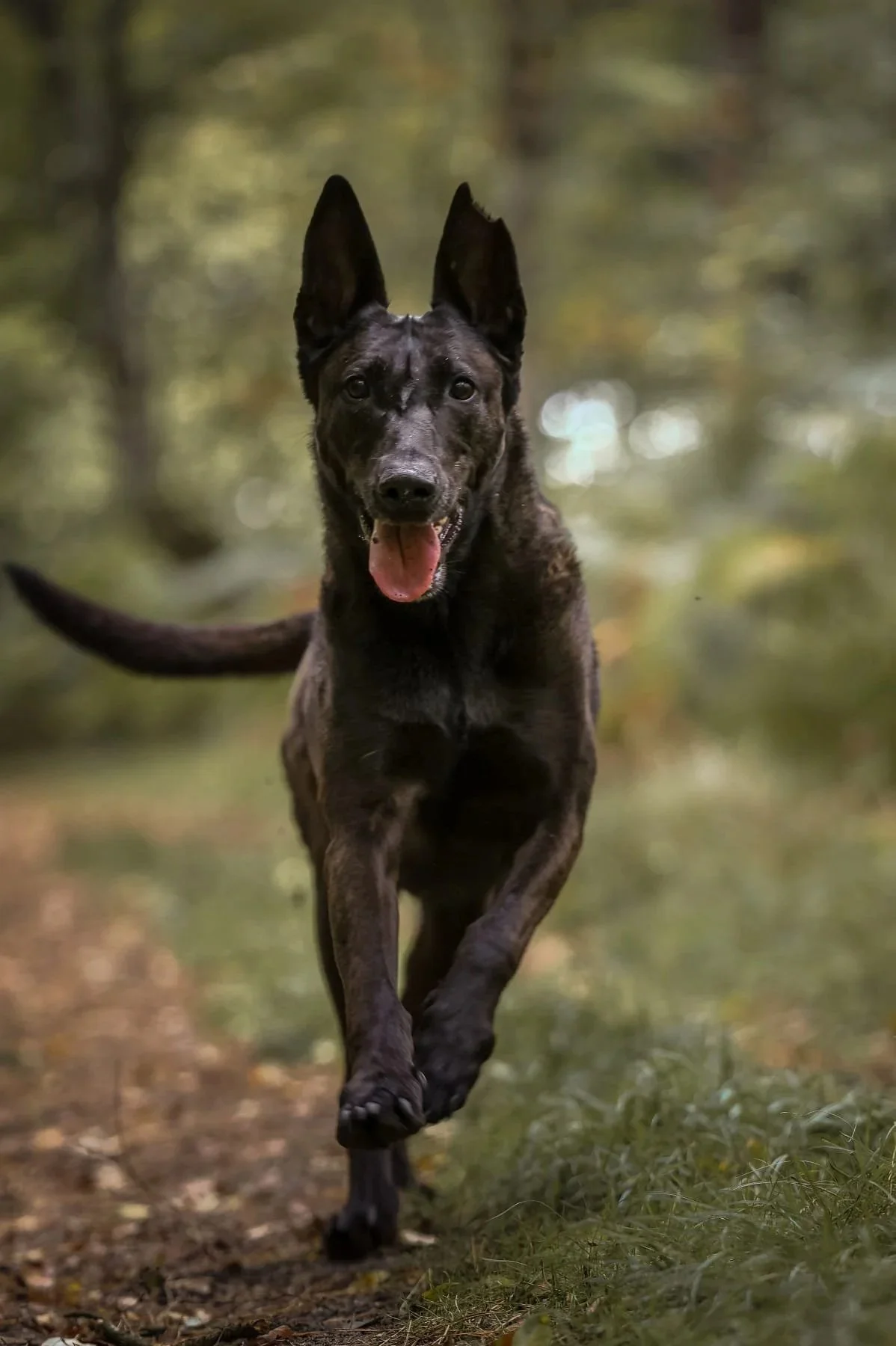 Un chien noir avec des taches, courant dans une forêt verdoyante, les oreilles pointues, langue sortie, expression joyeuse.
