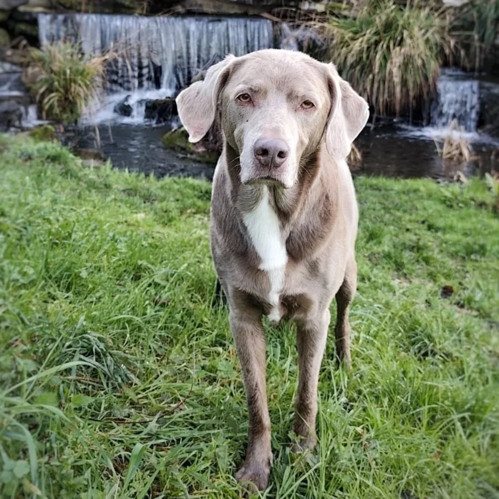 Un chien gris clair avec une tache blanche sur la poitrine, debout sur de l'herbe verte près d'une cascade dans un environnement naturel.