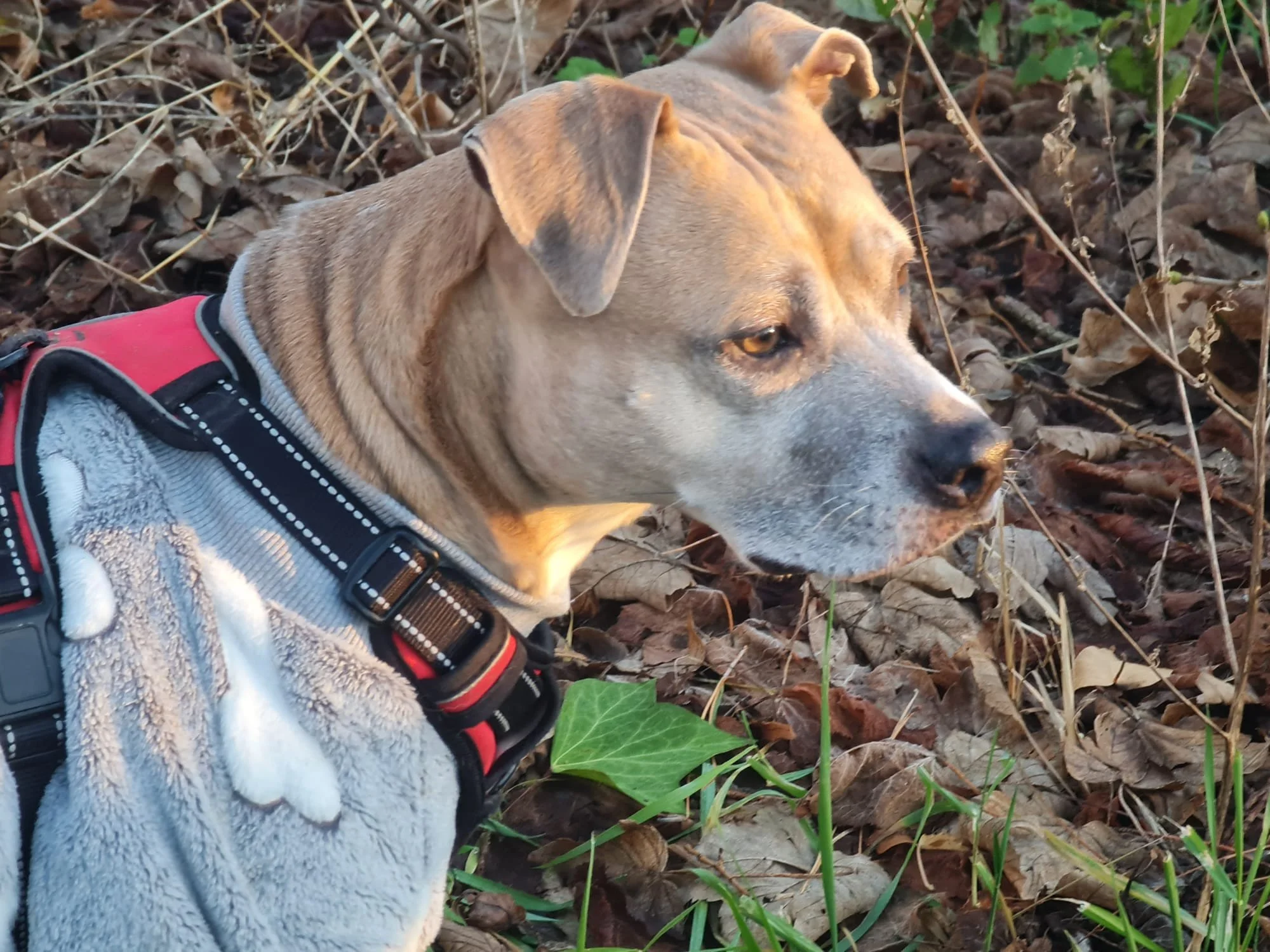 Chien beige portant un harnais rouge, allongé dans une zone recouverte de feuilles mortes et de plantes vertes.