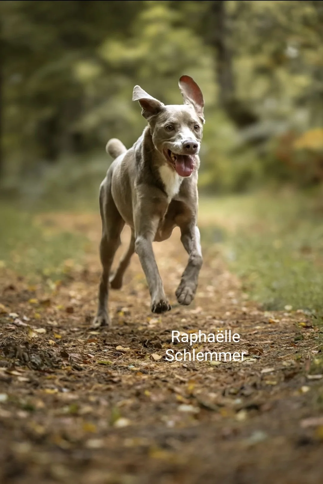 Un chien courir sur un sentier en forêt avec un fond de feuillage vert.