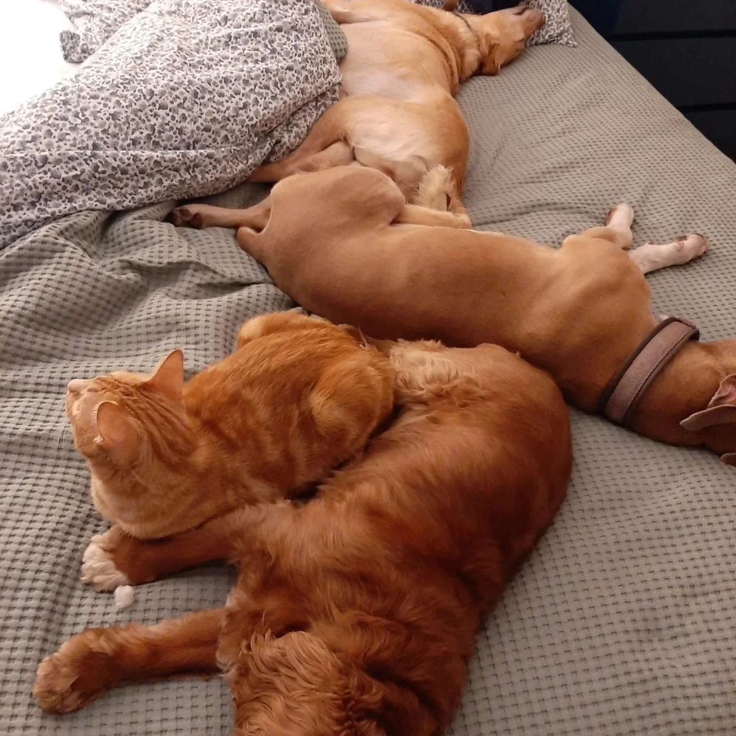 Trois chiens dorés, deux grands et un plus petit, dorment étroitement sur un lit avec des draps en tissu gris. Deux chiens ont la tête vers le haut, tandis que le plus petit est couché sur le côté, tous deux semblent très calmes et détendus.