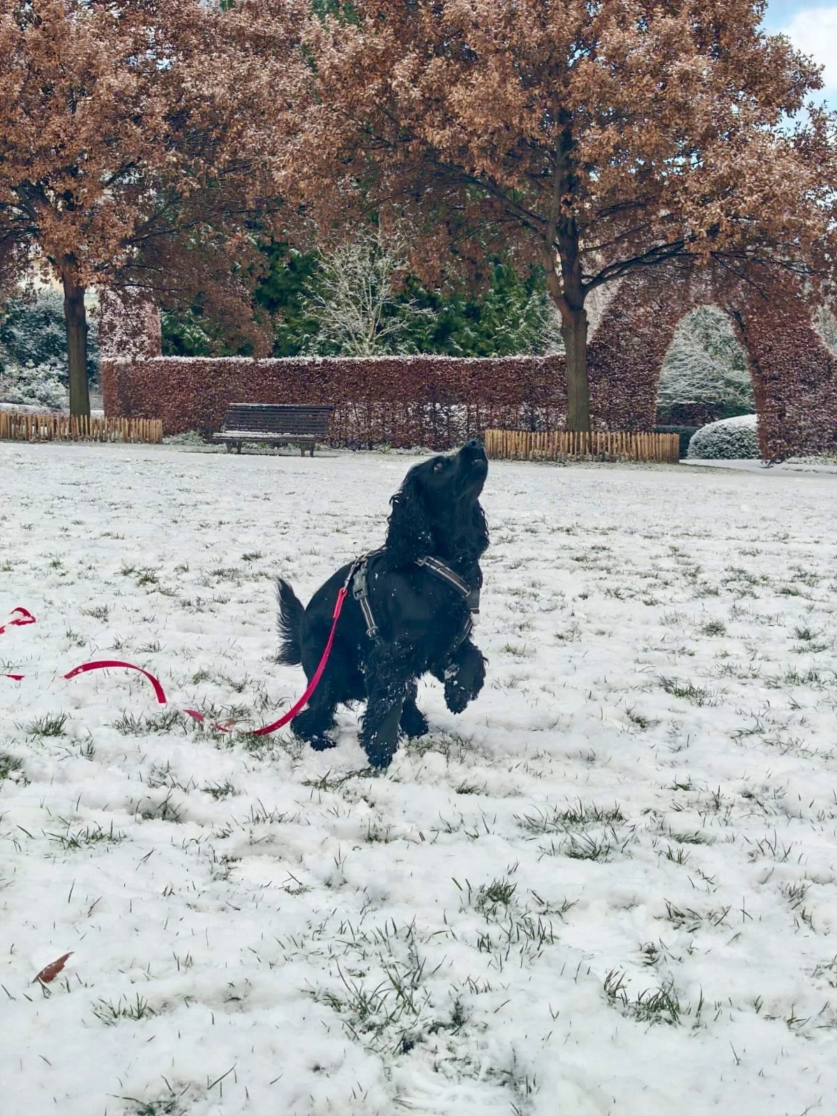 Un chien noir avec un harnais rouge et une laisse rouge joue dans la neige dans un parc avec des arbres aux feuilles brunes et une haie en arrière-plan.