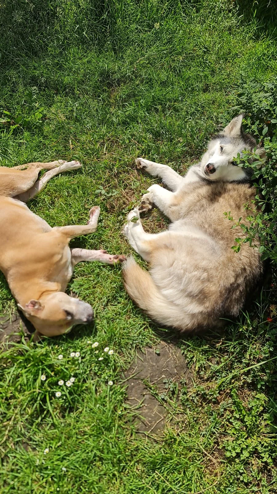 Un chien allongé sur l'herbe à côté d'un chien husky, tous deux allongés dans un jardin verdoyant.