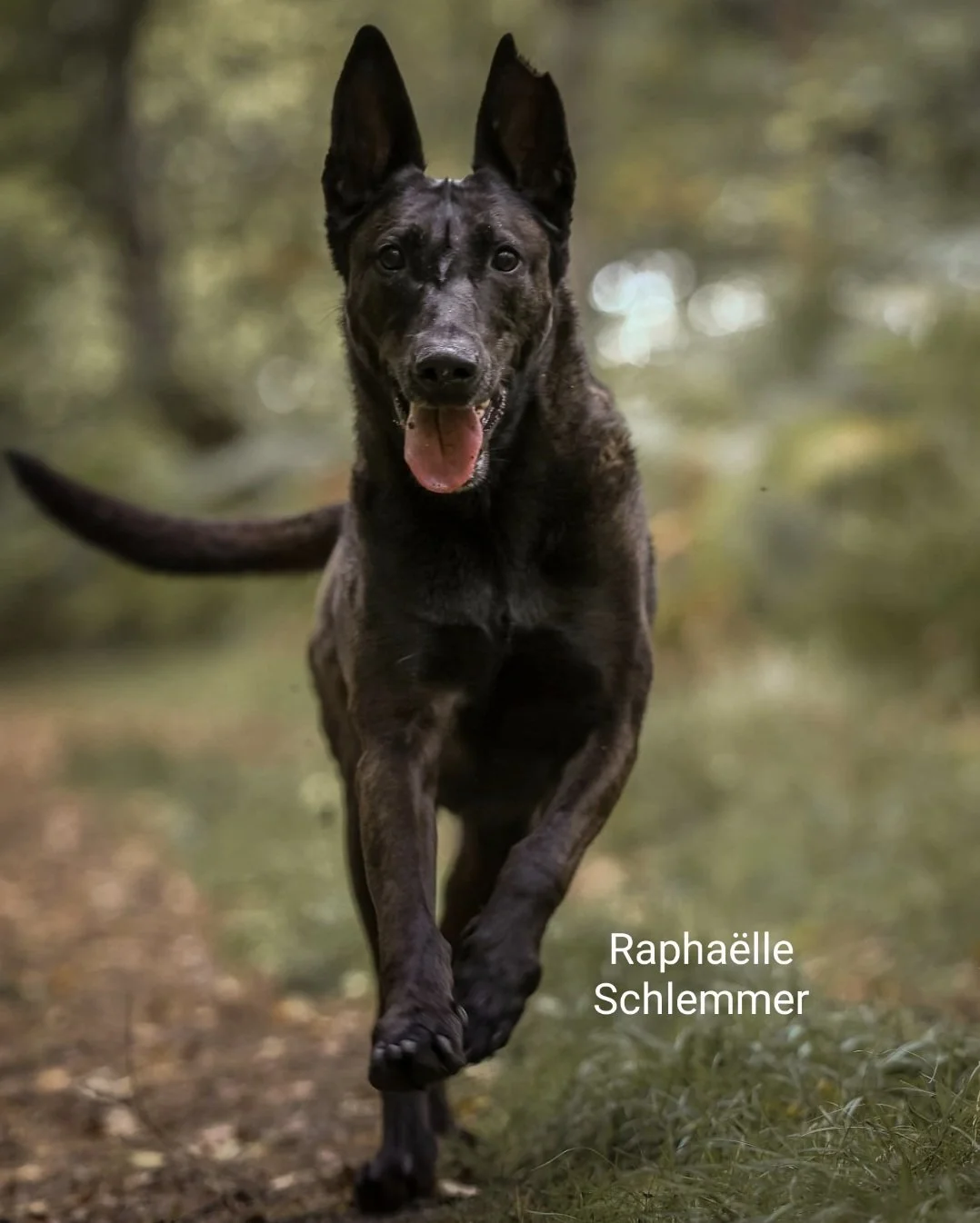 Un chien noir avec des taches, courant dans une forêt verdoyante, les oreilles pointues, langue sortie, expression joyeuse.