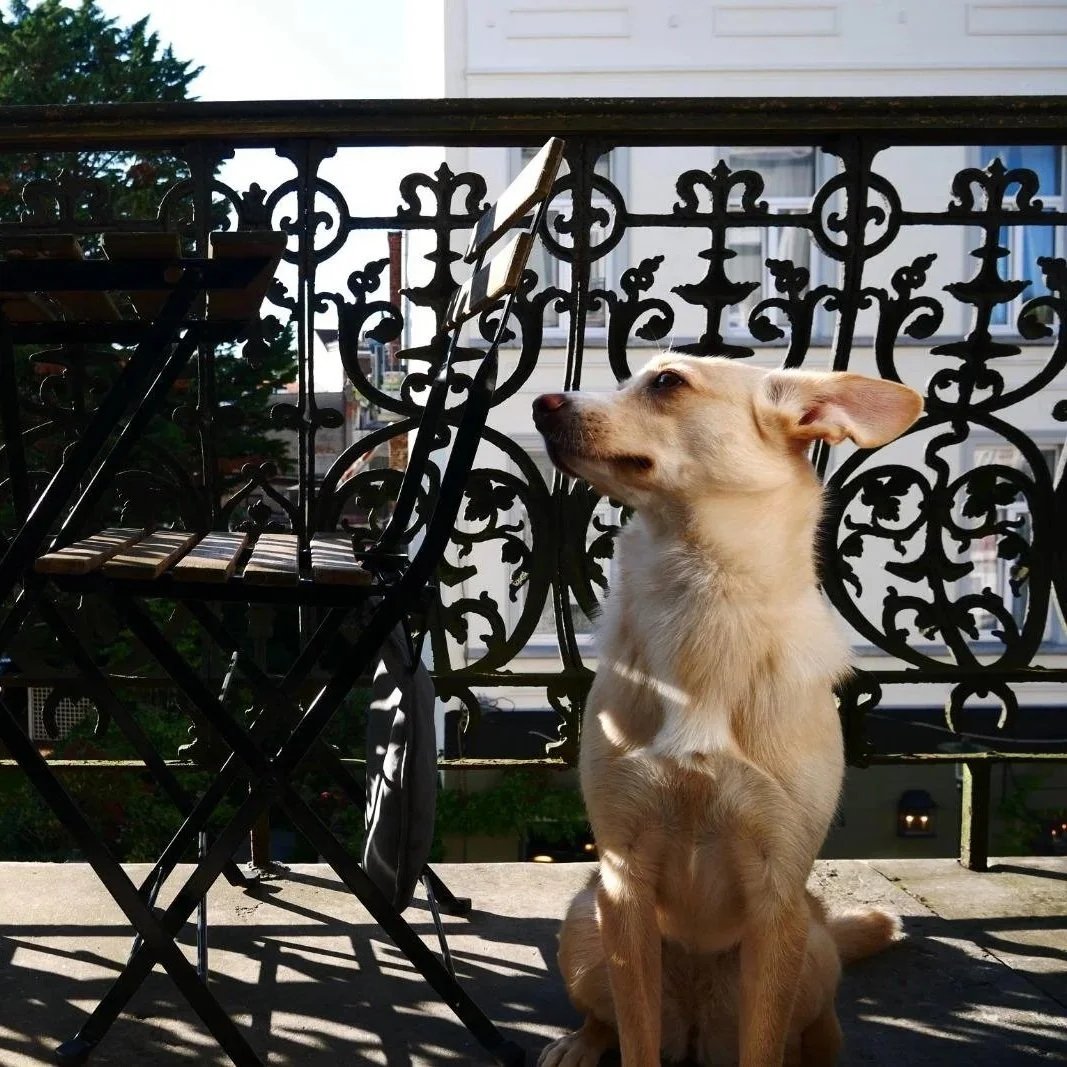 Un chien beige assis sur un balcon en regardant vers la droite, avec un mobilier en fer forgé noir, un tableau ou un miroir suspendu et une façade blanche en arrière-plan.
