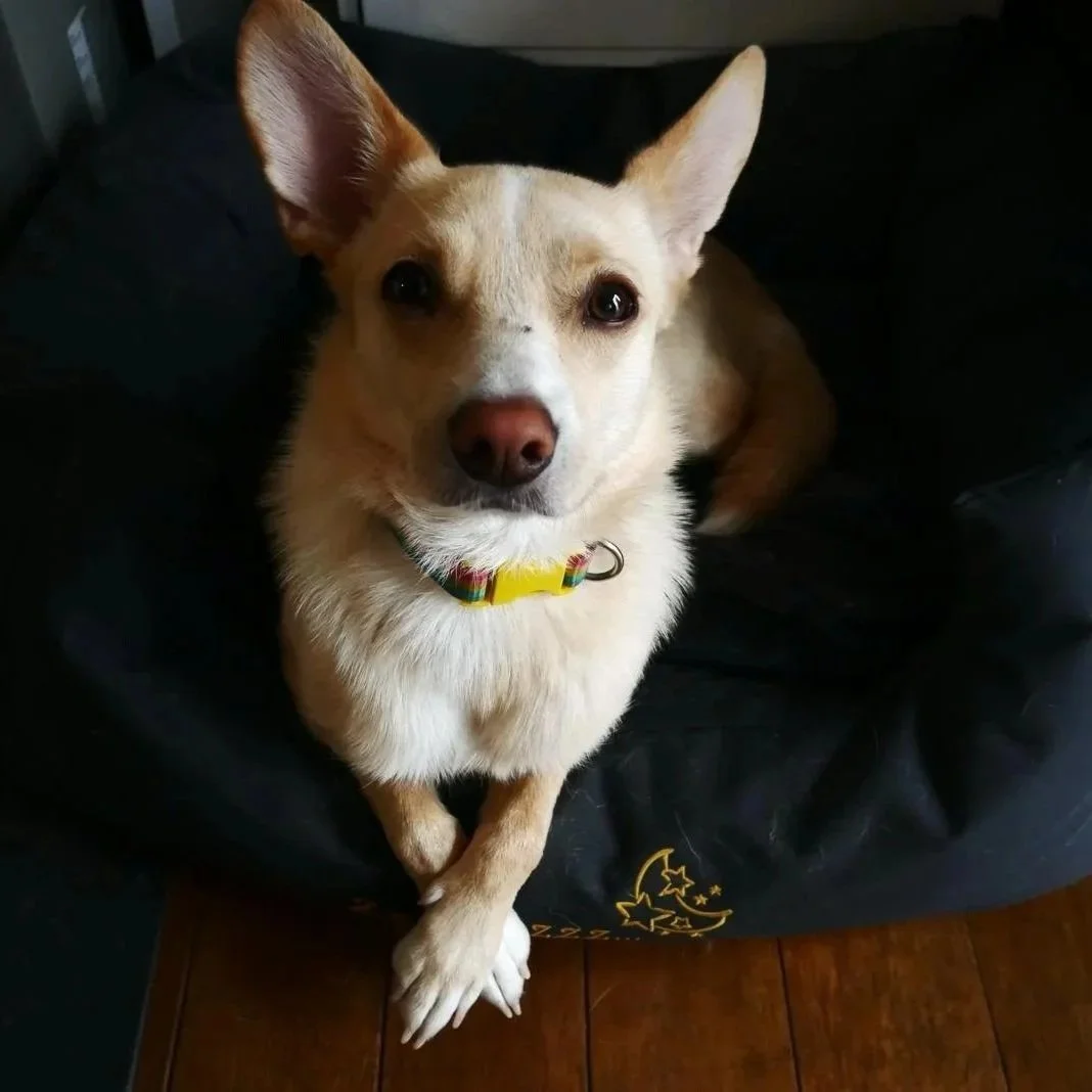 Un chien beige avec des oreilles pointues assis dans un lit noir, regardant l'appareil photo. Le chien porte un collier multicolore.