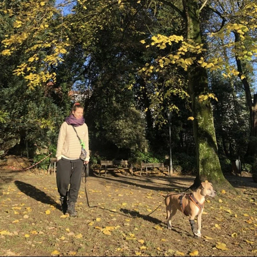 Femme marchant un chien dans un parc avec des arbres en automne, feuilles jaunes au sol.