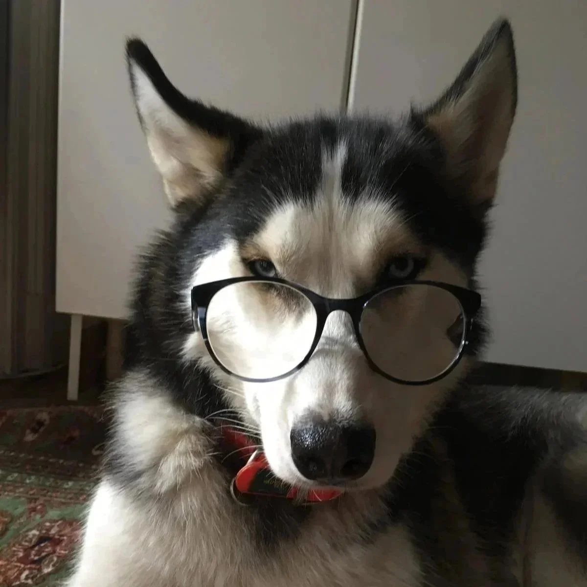 Un husky avec des lunettes noires posées sur son visage.