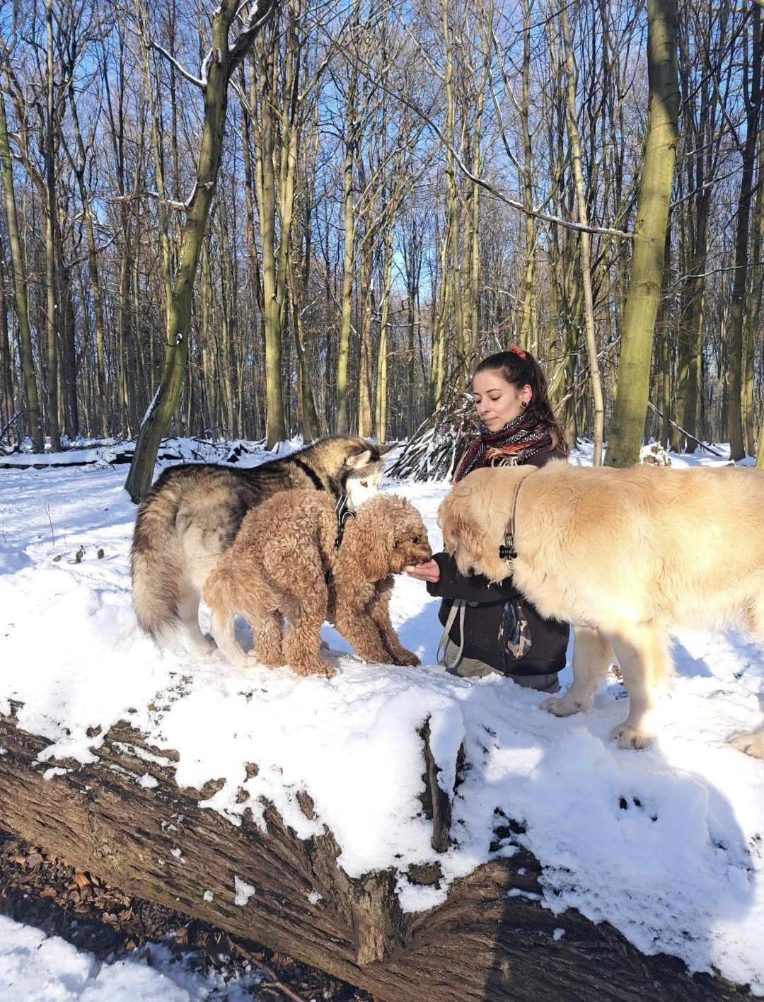 Une femme avec plusieurs chiens dans un bois enneigé, avec des arbres sans feuilles en arrière-plan.
