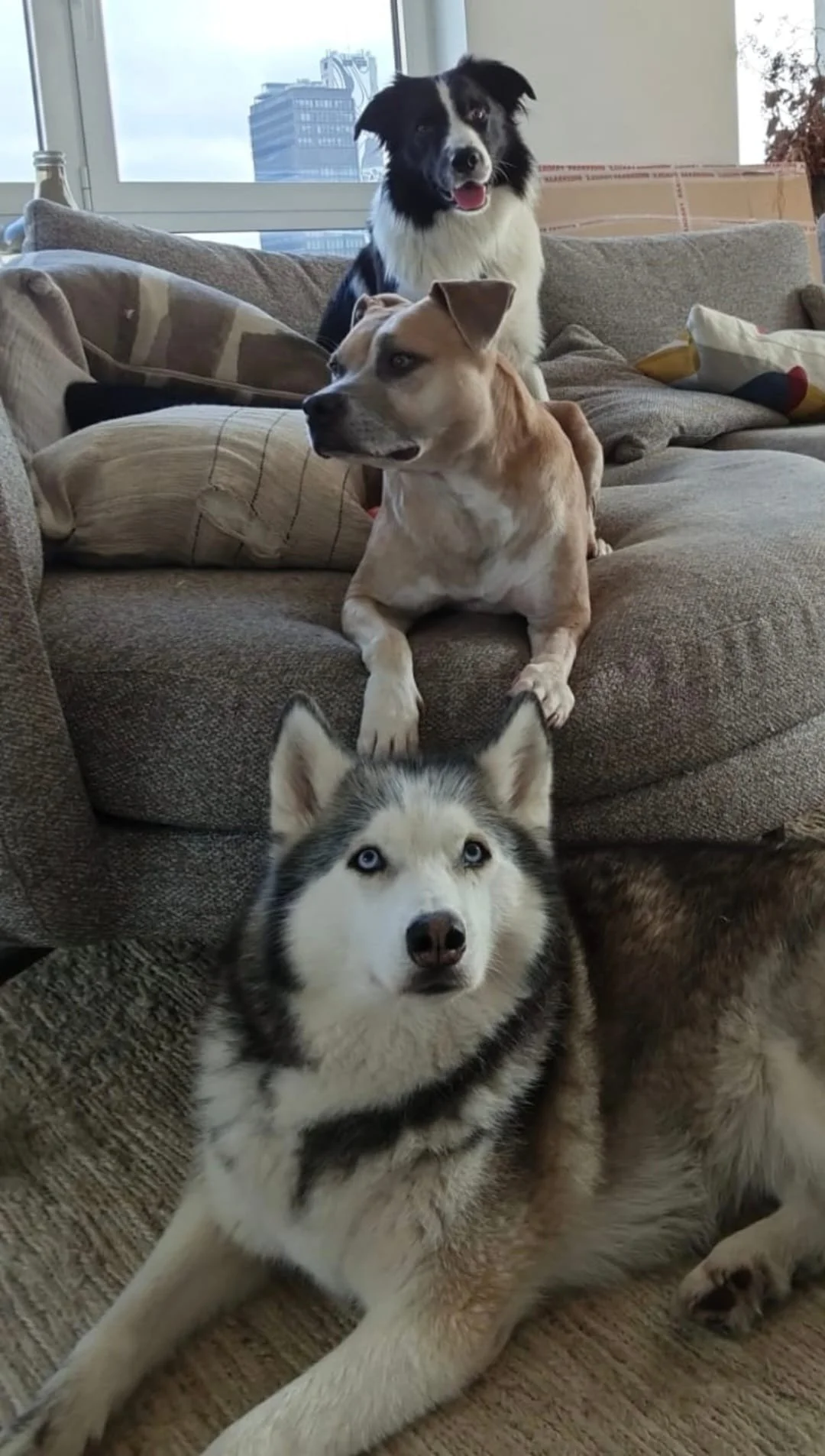 Quatre chiens de différentes races posant dans un salon avec une grande fenêtre en arrière-plan montrant des bâtiments urbains.