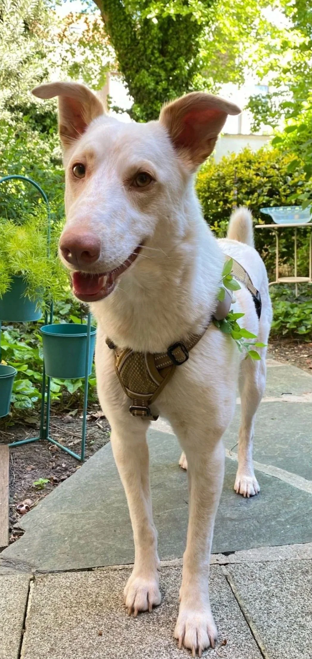 Un chien blanc avec des taches marron clair, portant un harnais beige, debout sur un chemin en pierre dans un jardin vert, entouré de plantes et d'arbres.