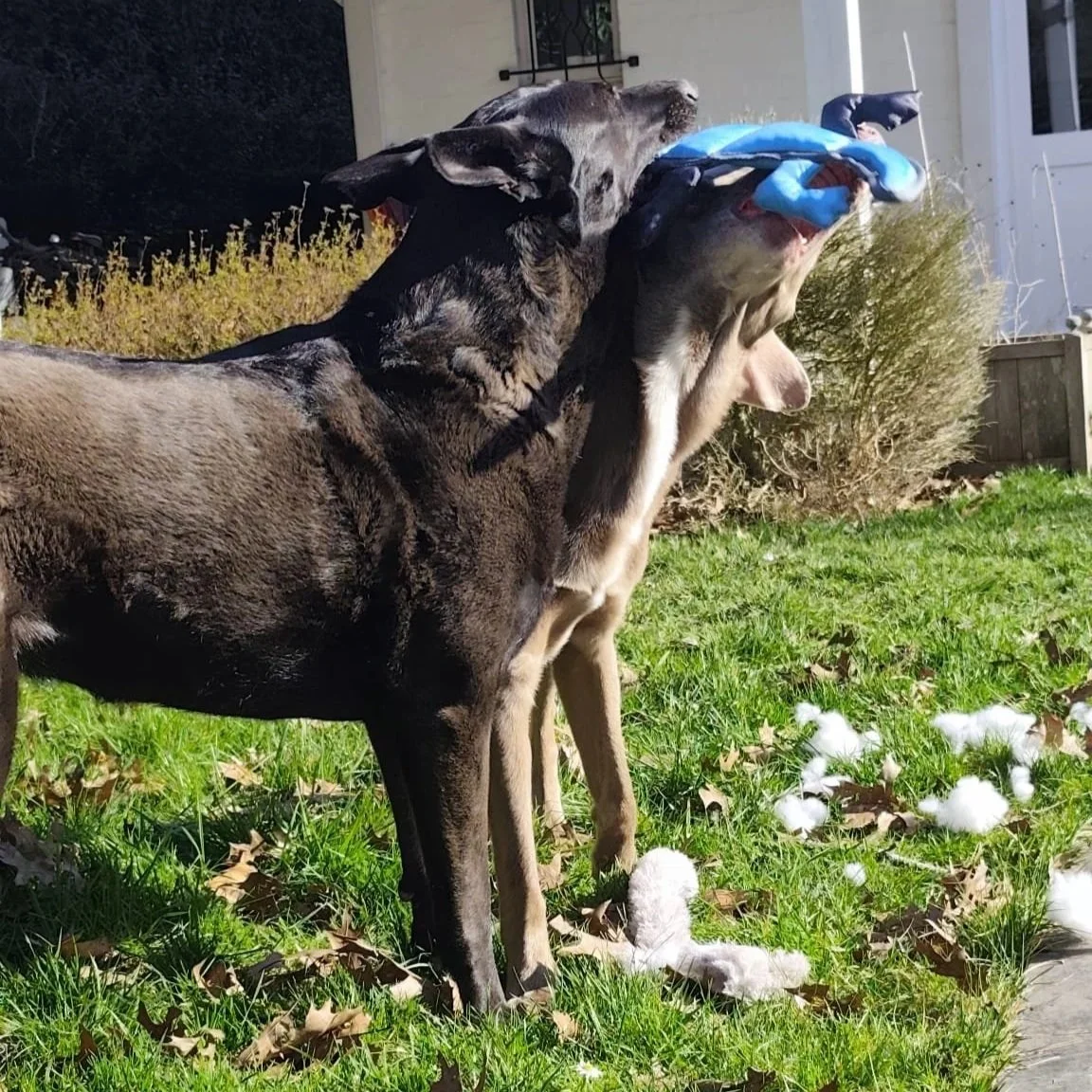 Deux chiens jouent à attraper un jouet bleu dans un jardin ensoleillé.