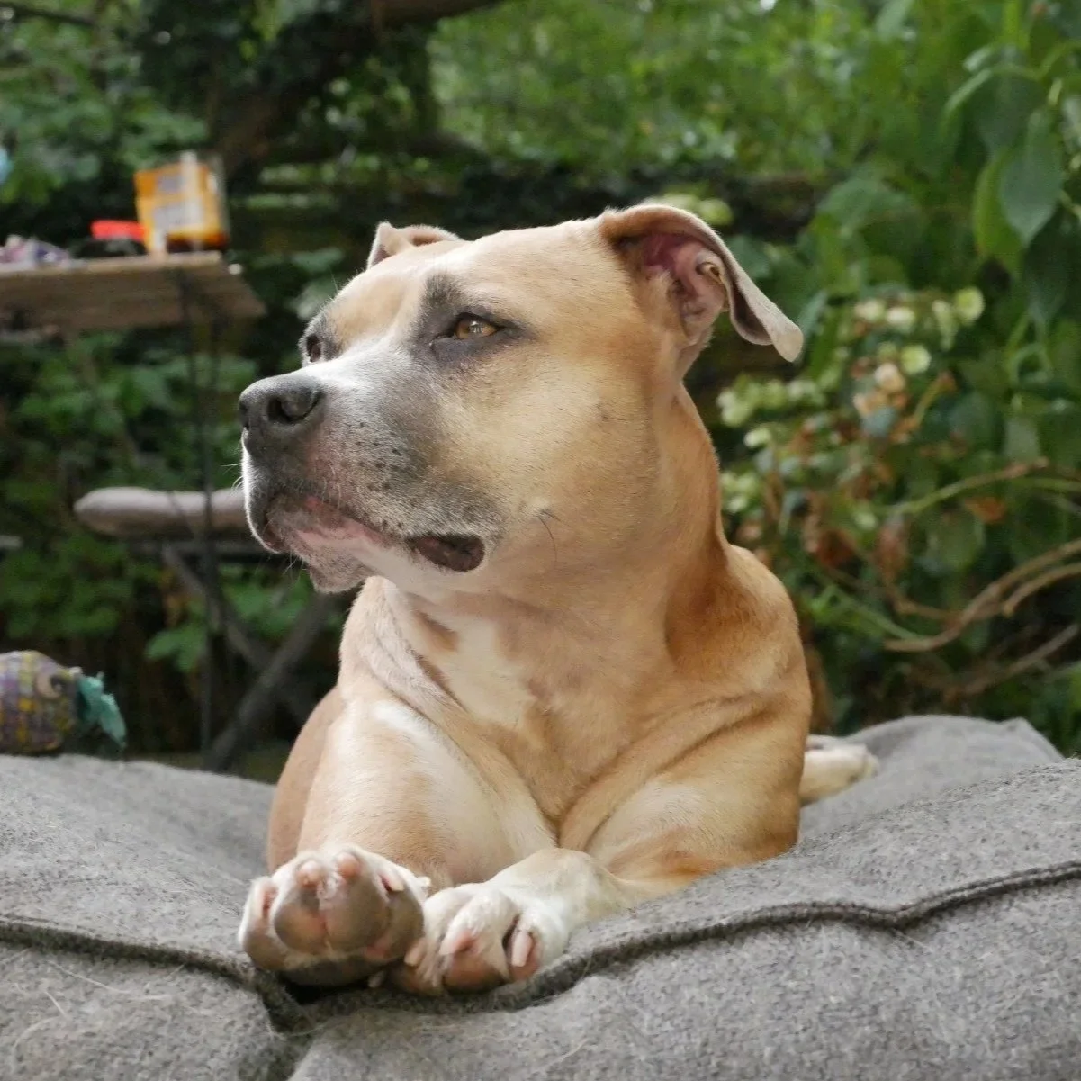 Un chien de couleur fauve clair allongé sur un coussin gris, dans un environnement extérieur verdoyant.