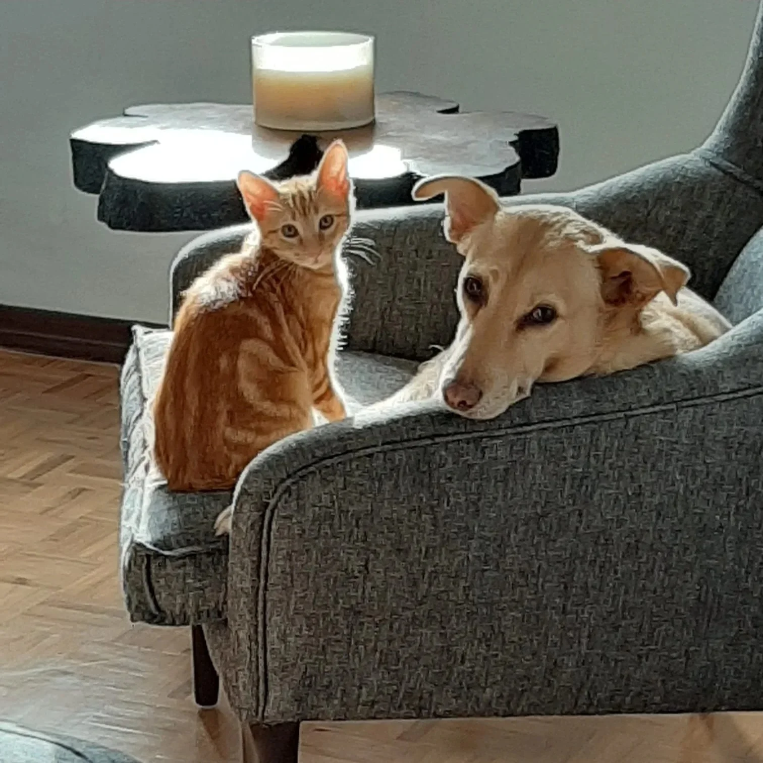 Un chat tigré orange assis sur un canapé avec un chien allongé à côté, dans un salon avec une table en bois et une bougie blanche.