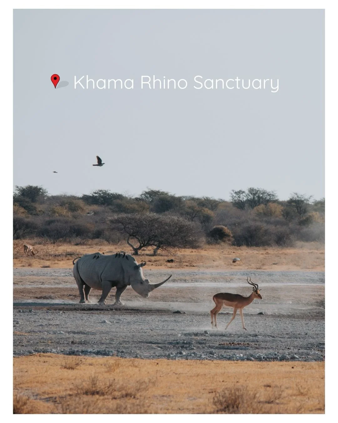 Khama Rhino Sanctuary🦏

A community-run reserve in Botswana protecting endangered species through conservation, education, and responsible tourism. 

#khamarhinosanctuary #camping #overlanding #africatravel #africansafaris
