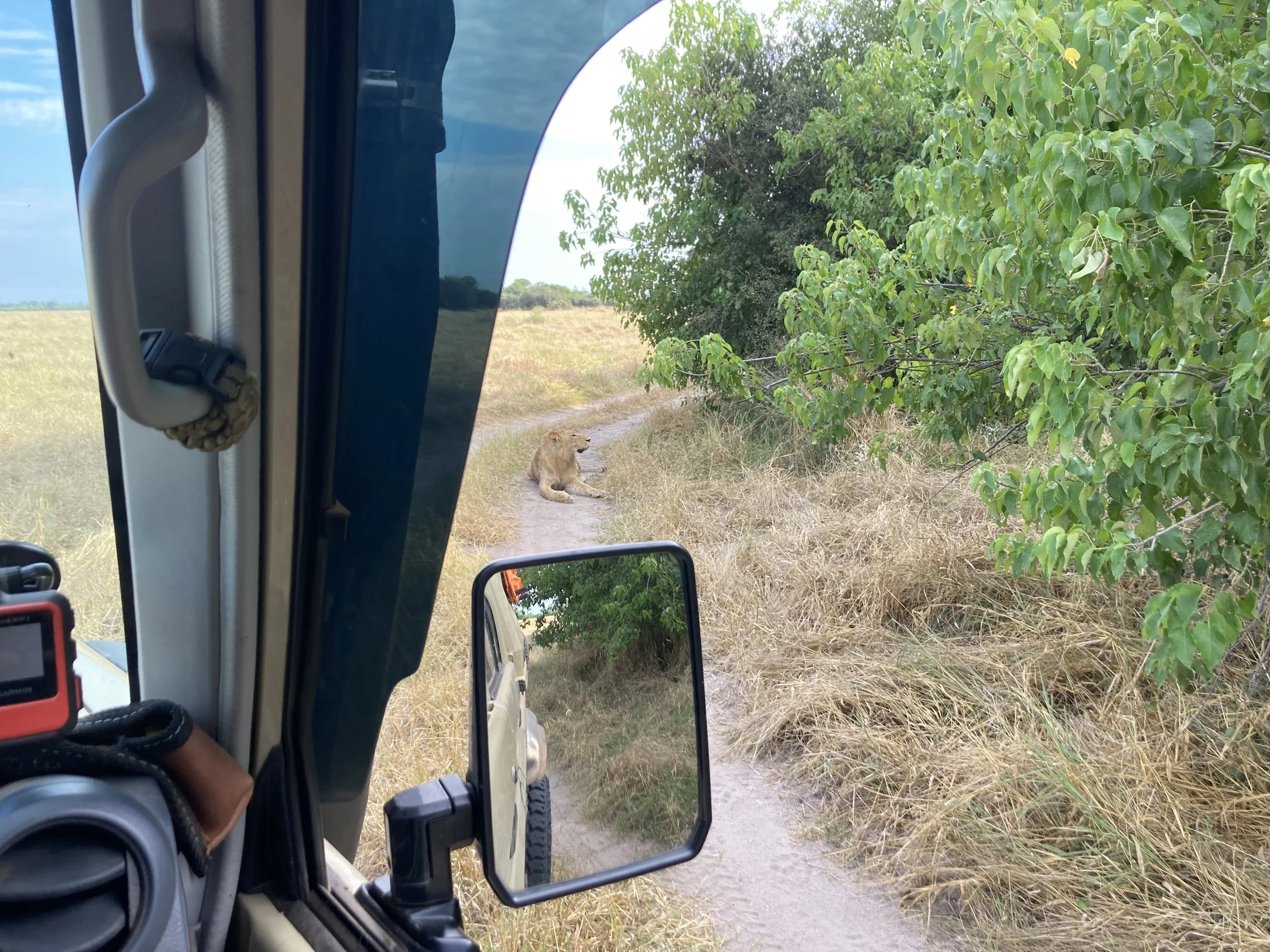 A lion cub sitting on a dirt path next to a green bush, viewed from inside a vehicle in a savannah-like environment.