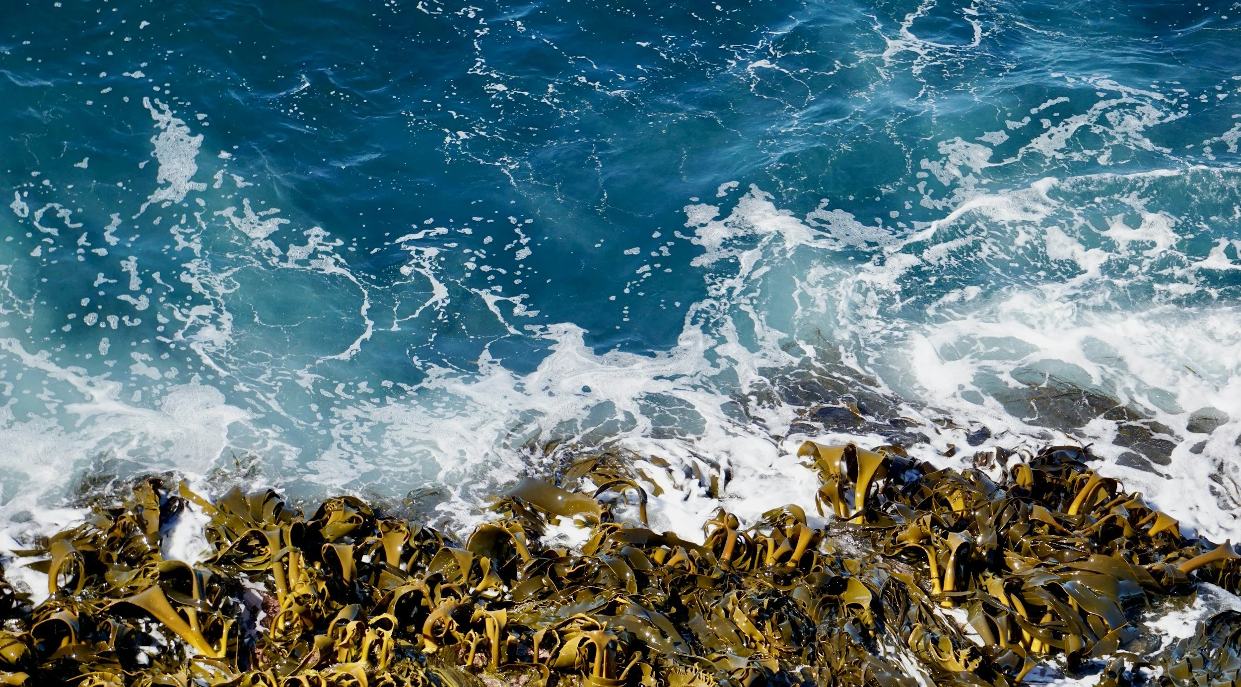 Ocean waves crashing onto a shoreline covered with seaweed.